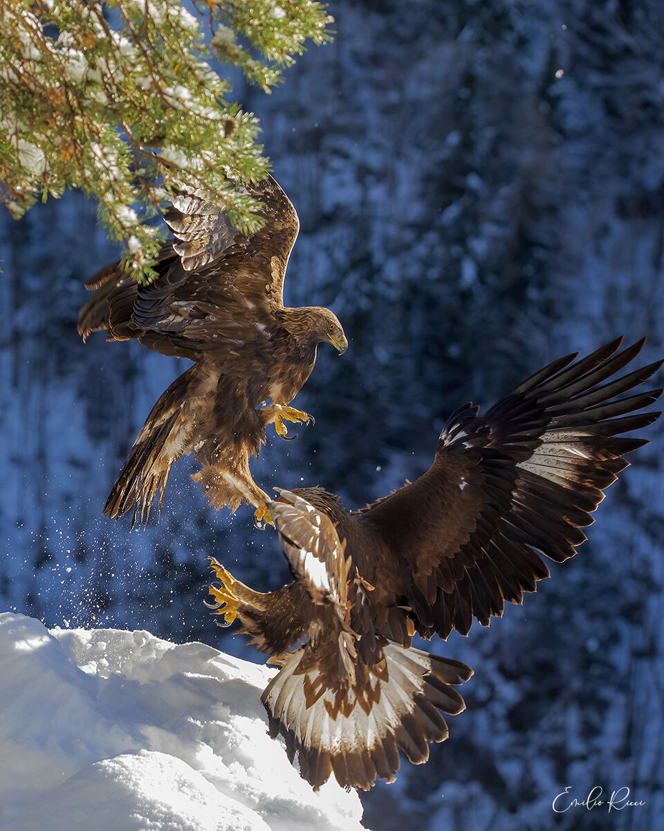 Golden Eagles Italian Alps...