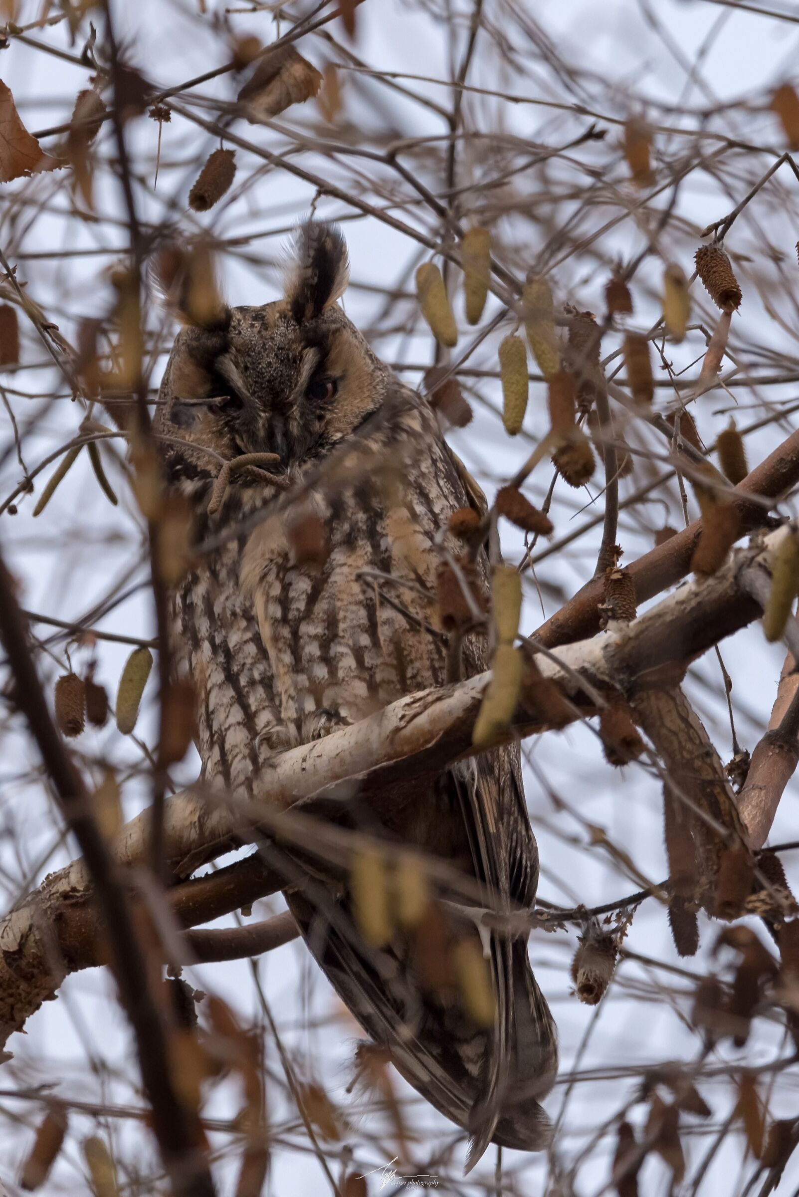 Common Owl (Asio Otus - L.)...
