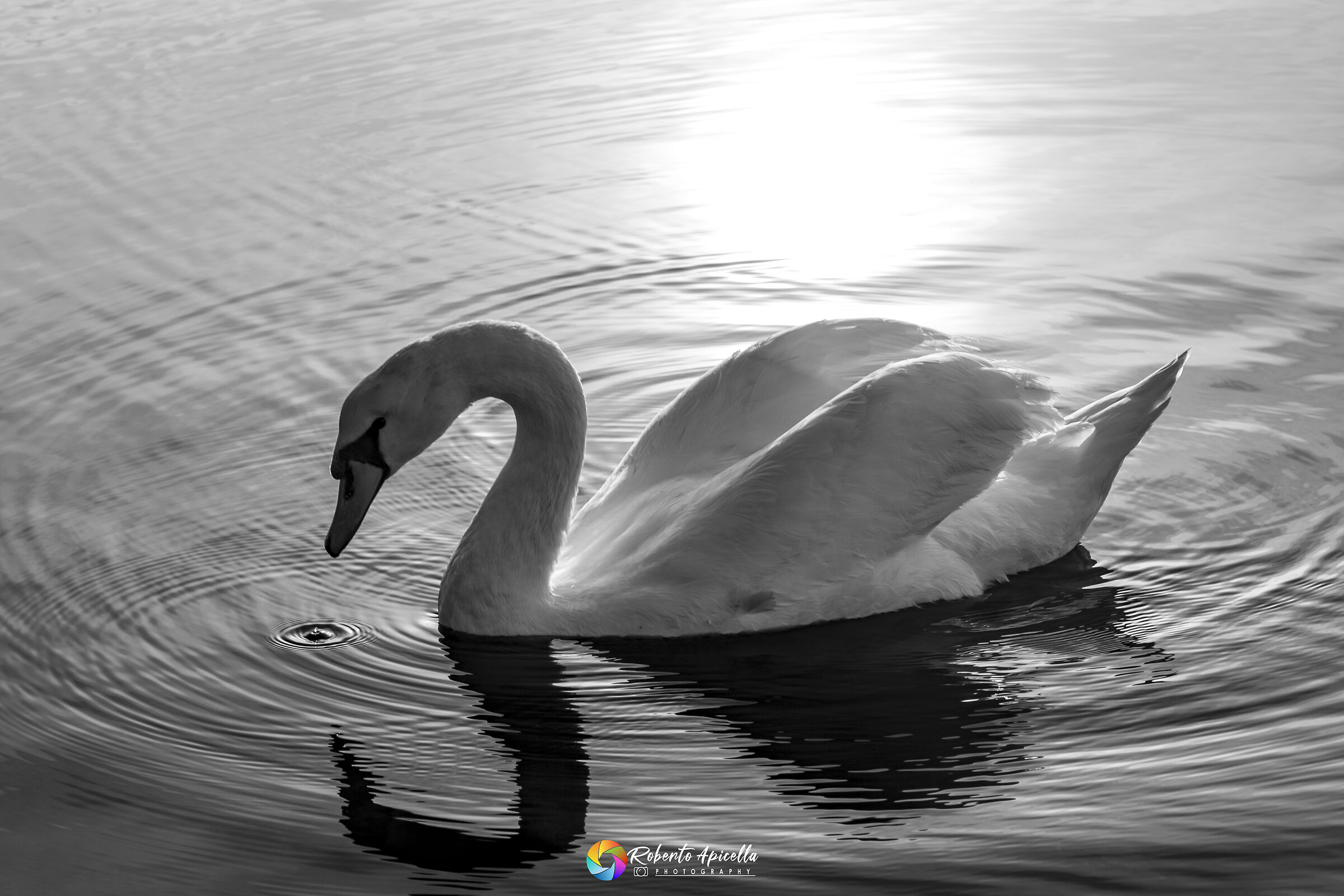 Olor's cygnus...