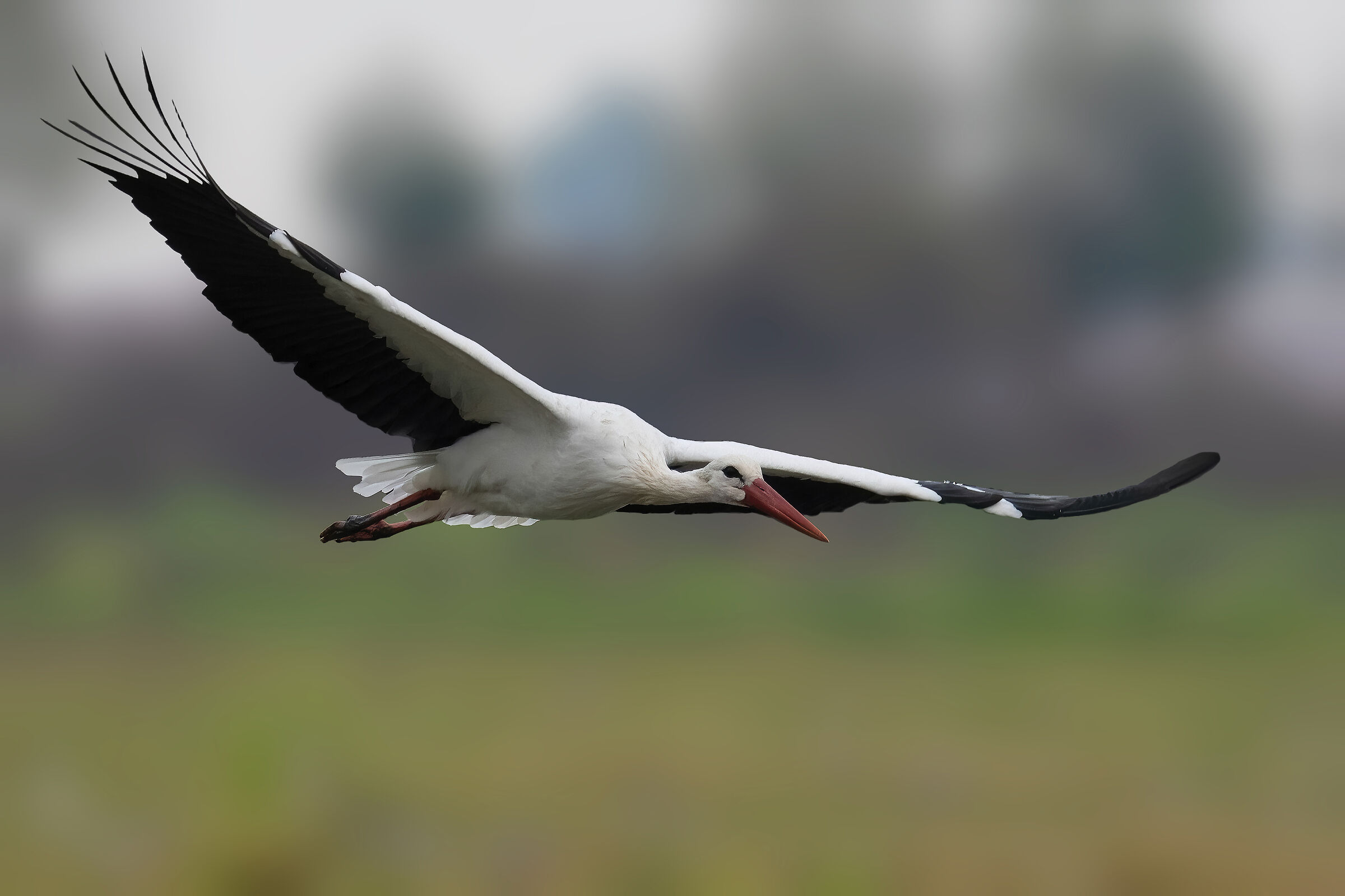 white stork...