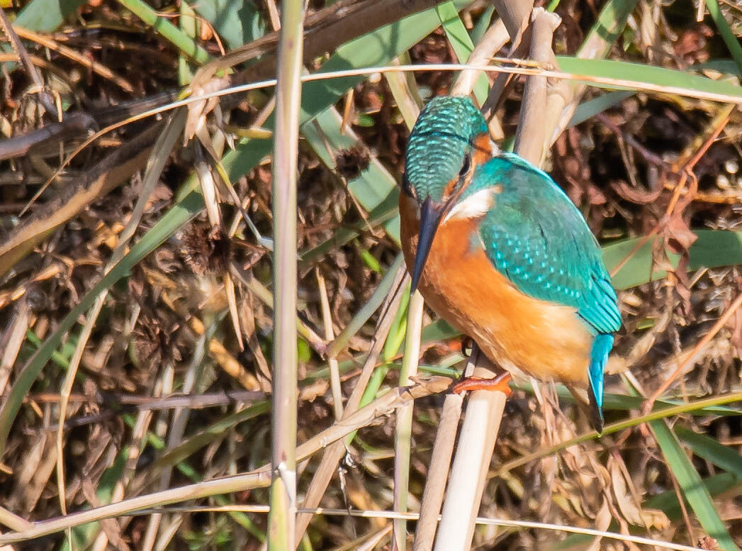 Kingfisher Female...