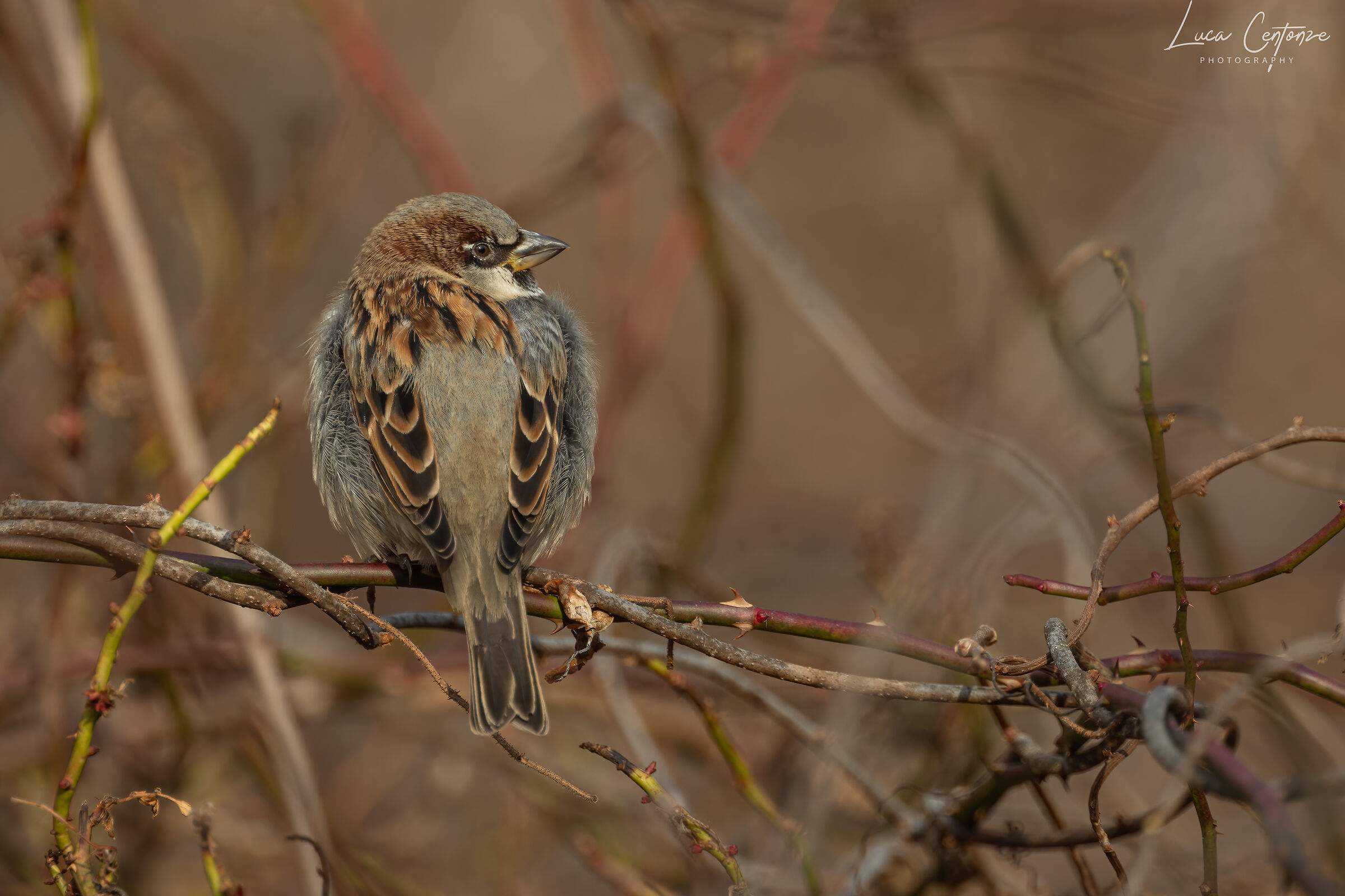 House Sparrow (Passer domestics)...