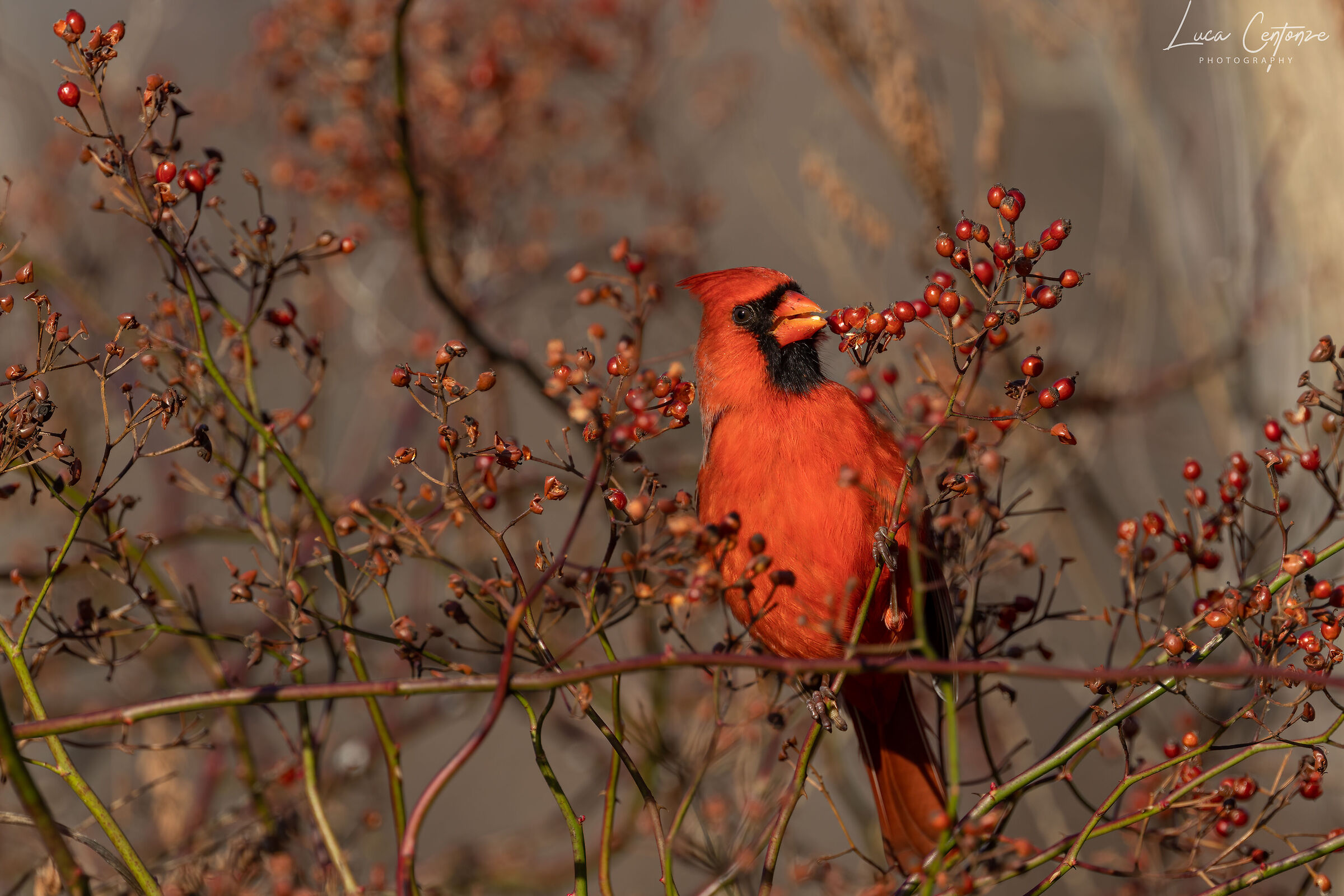 Red Cardinal (Cardinalis cardinalis)...