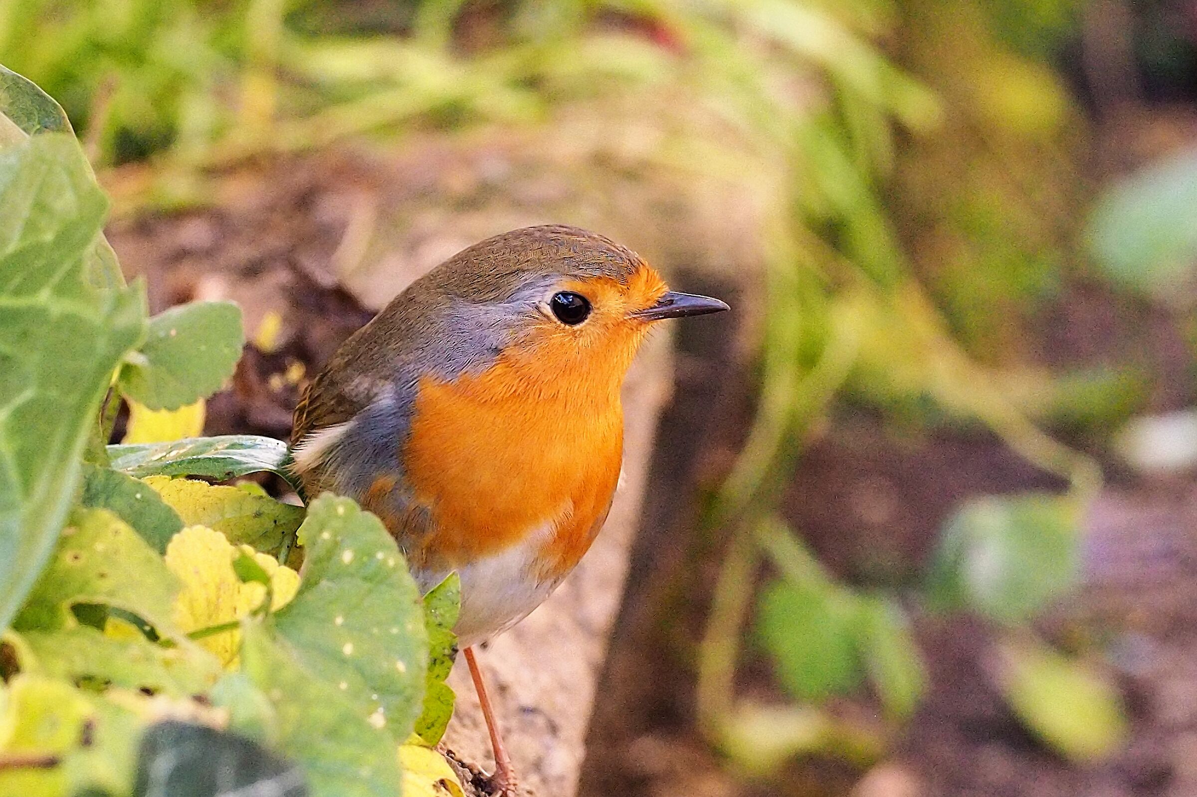 Robin in the Garden 1...