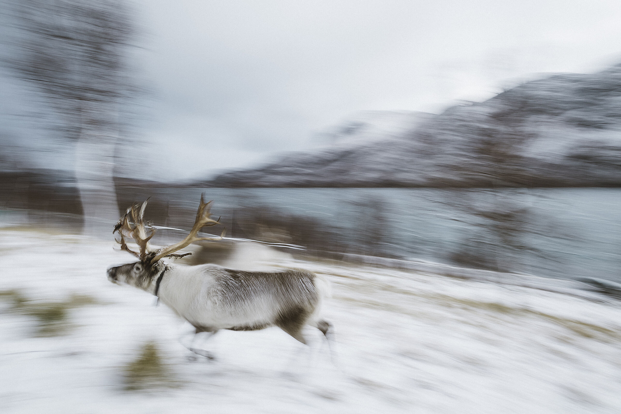 Reindeer on the move...