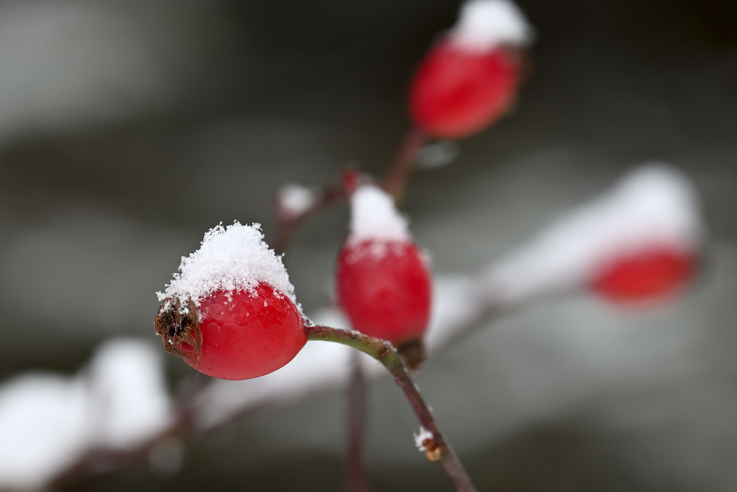 snowy berries...