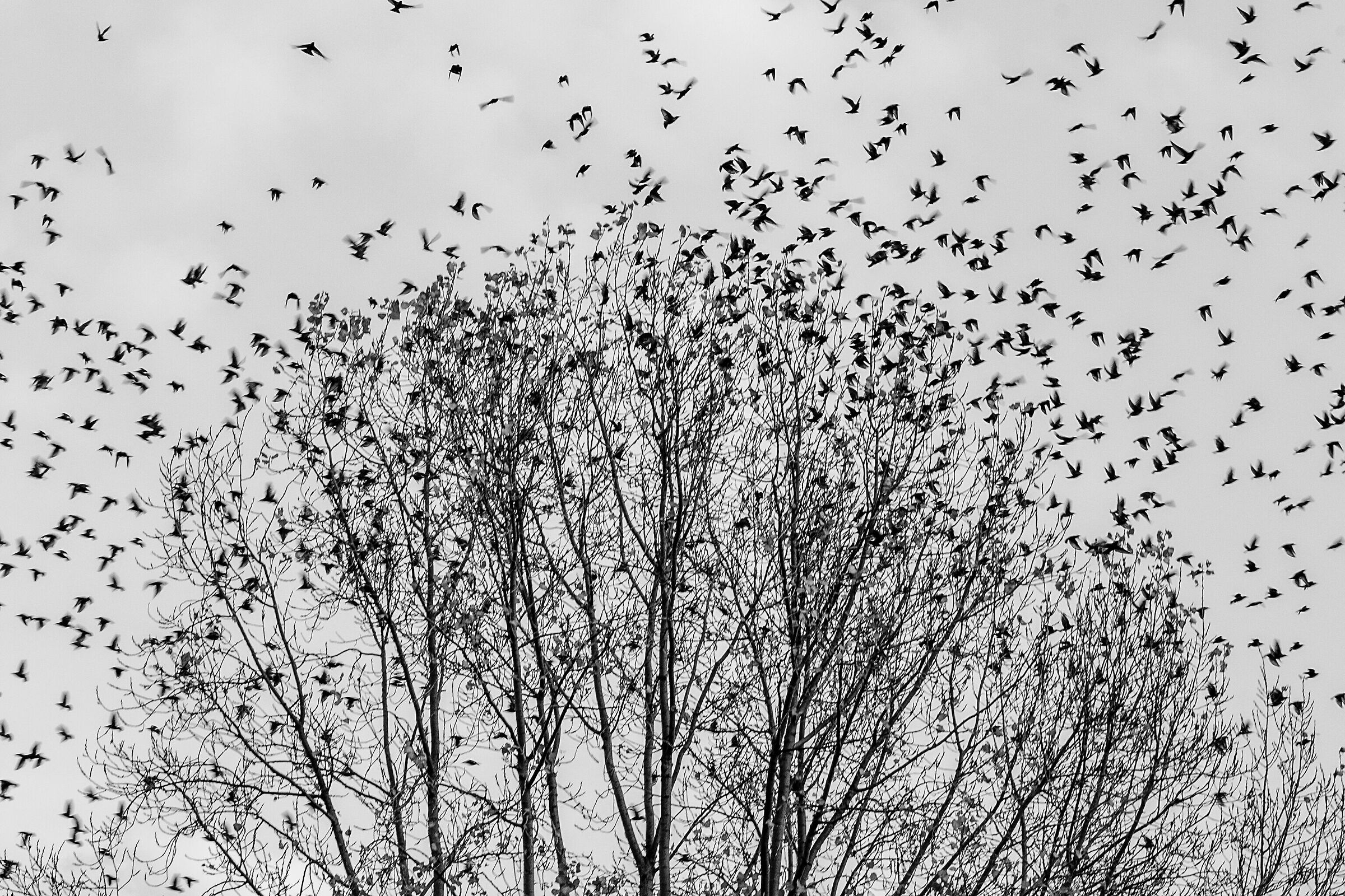 Swallows in swarms...