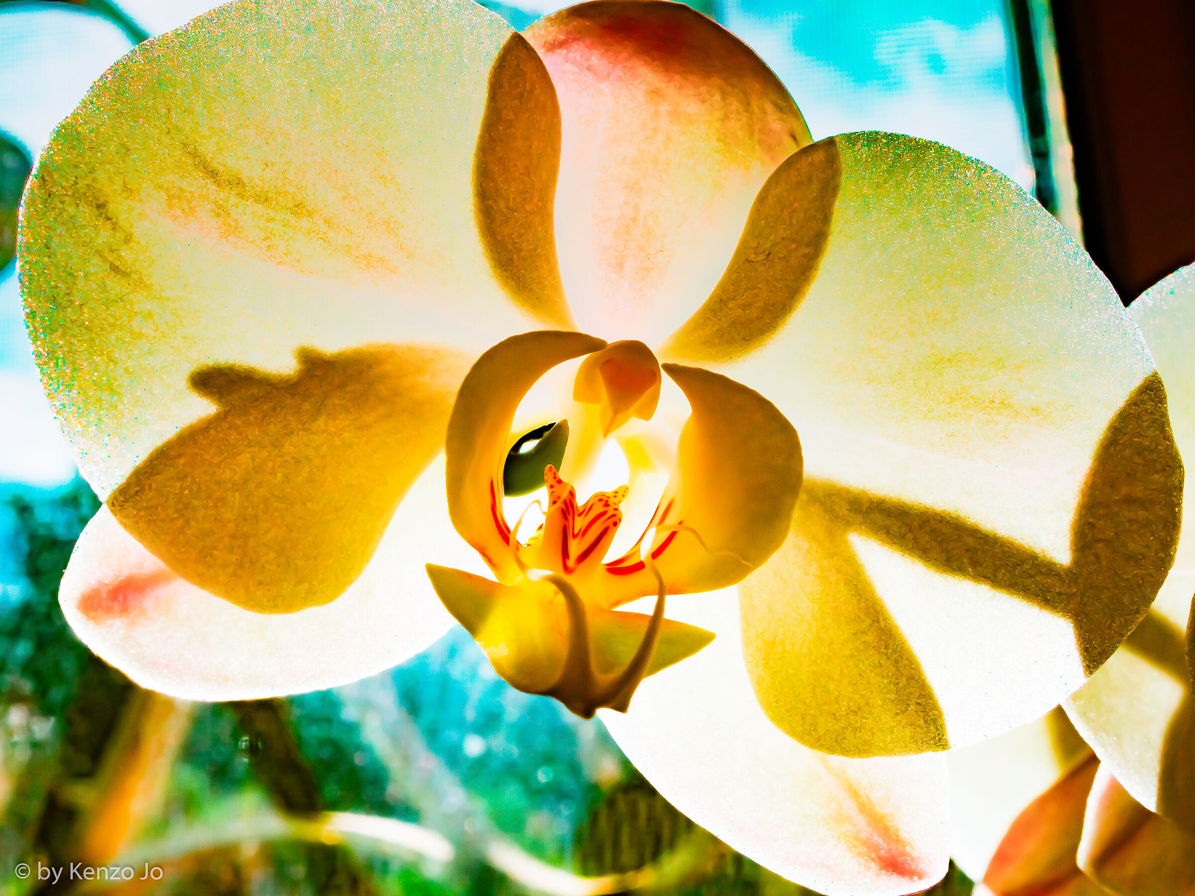 Pop orchid...