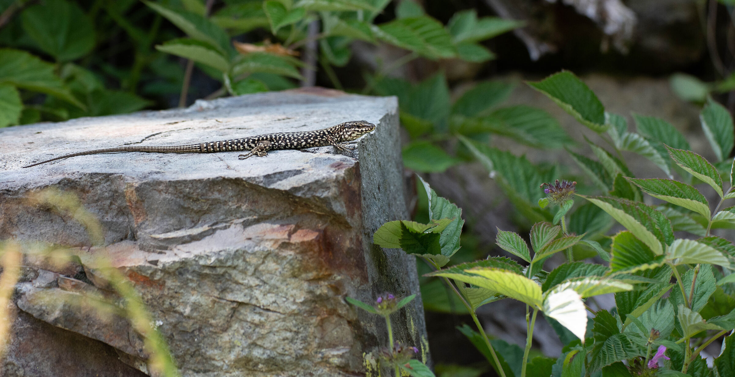 Lizard...