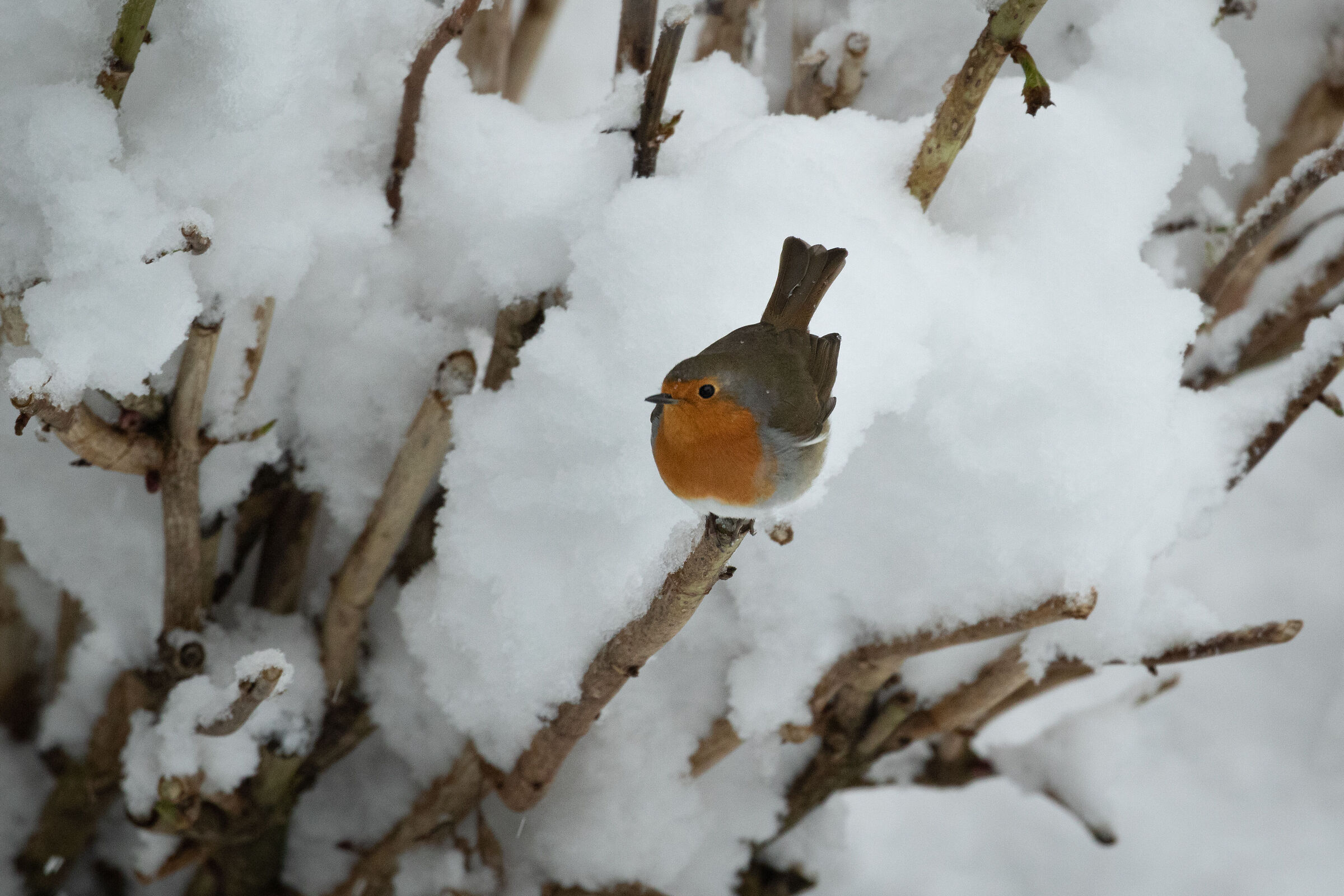 Robin in the snow...