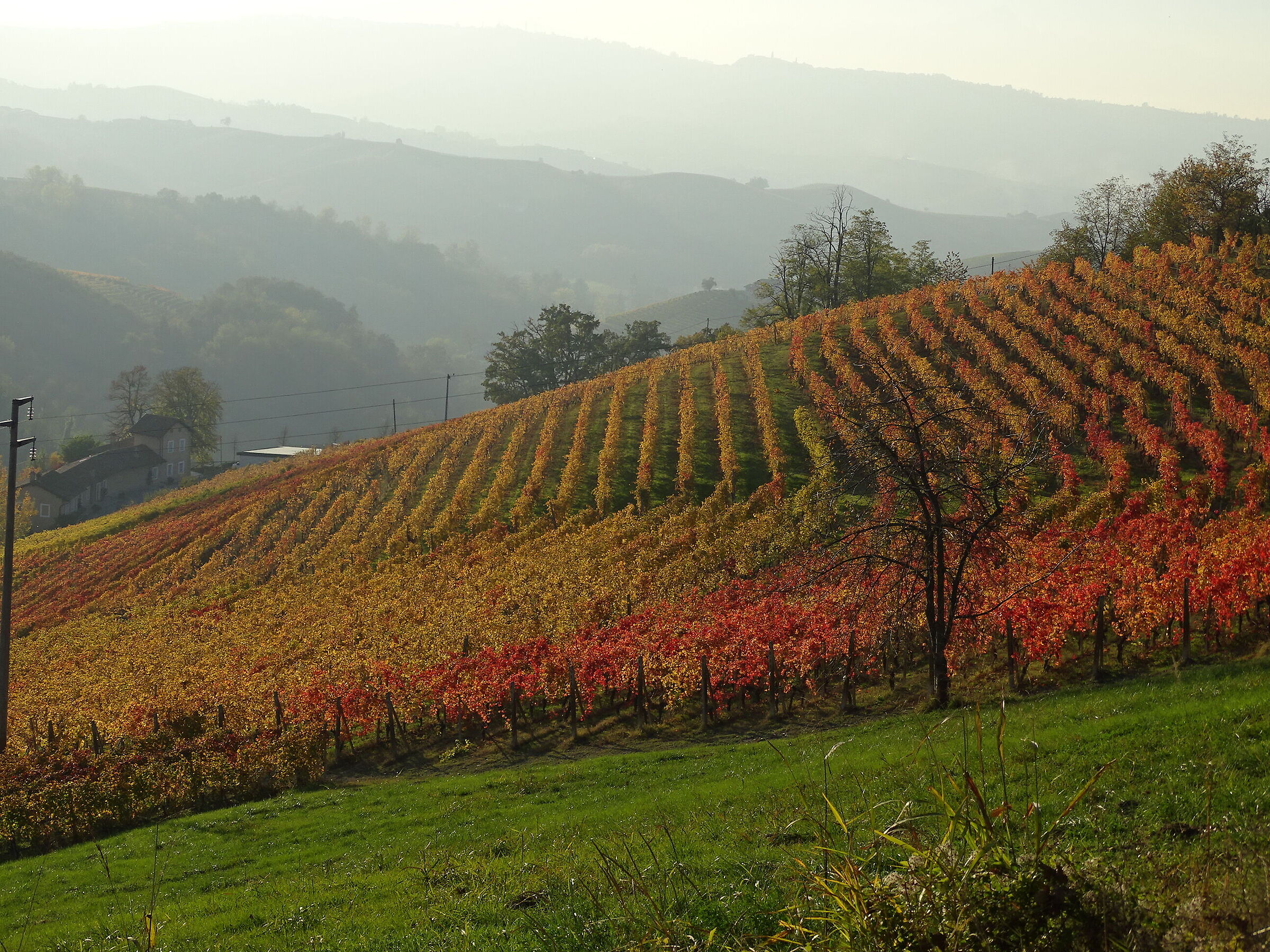 Langhe, foliage (2)...
