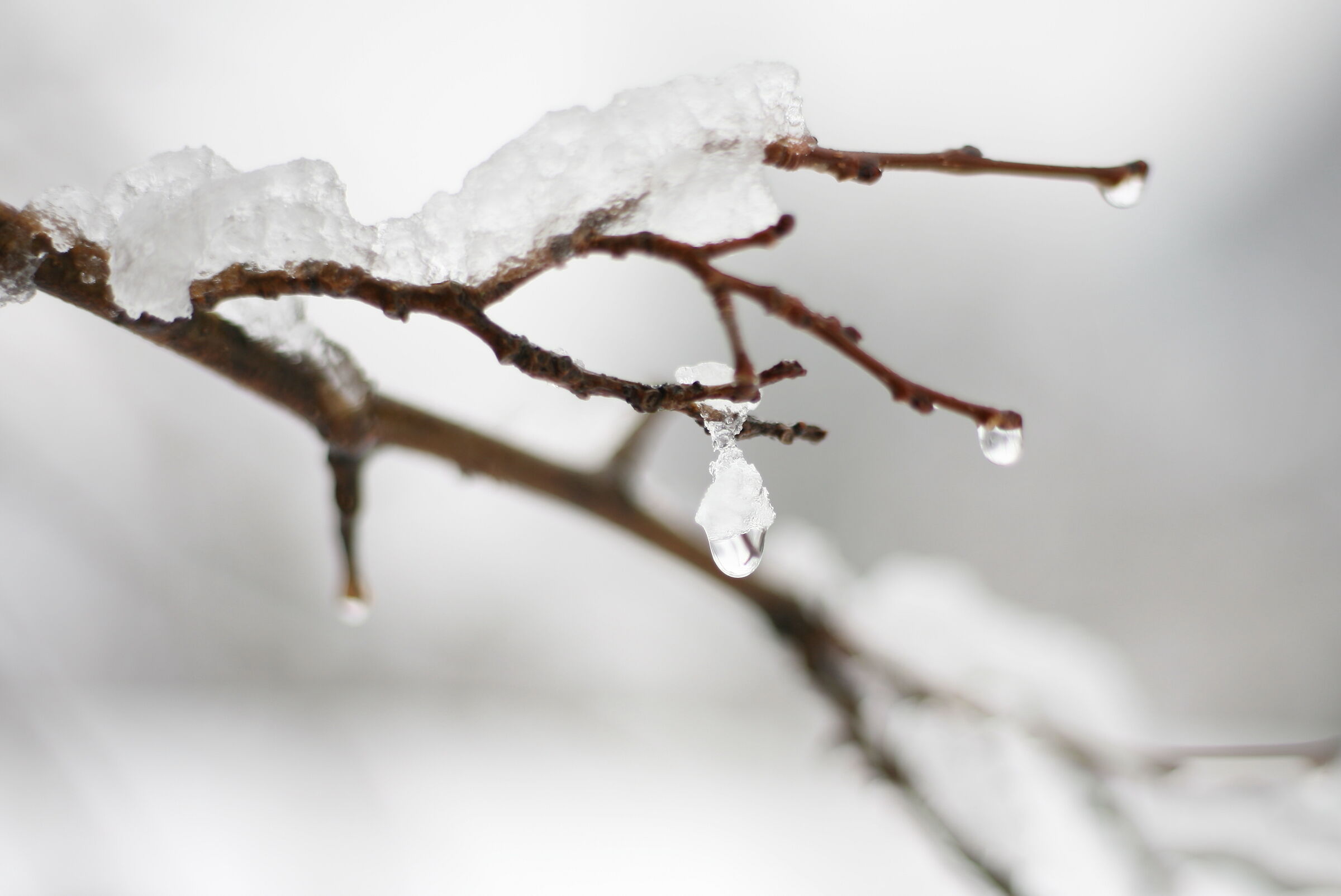 Ghianda di neve...