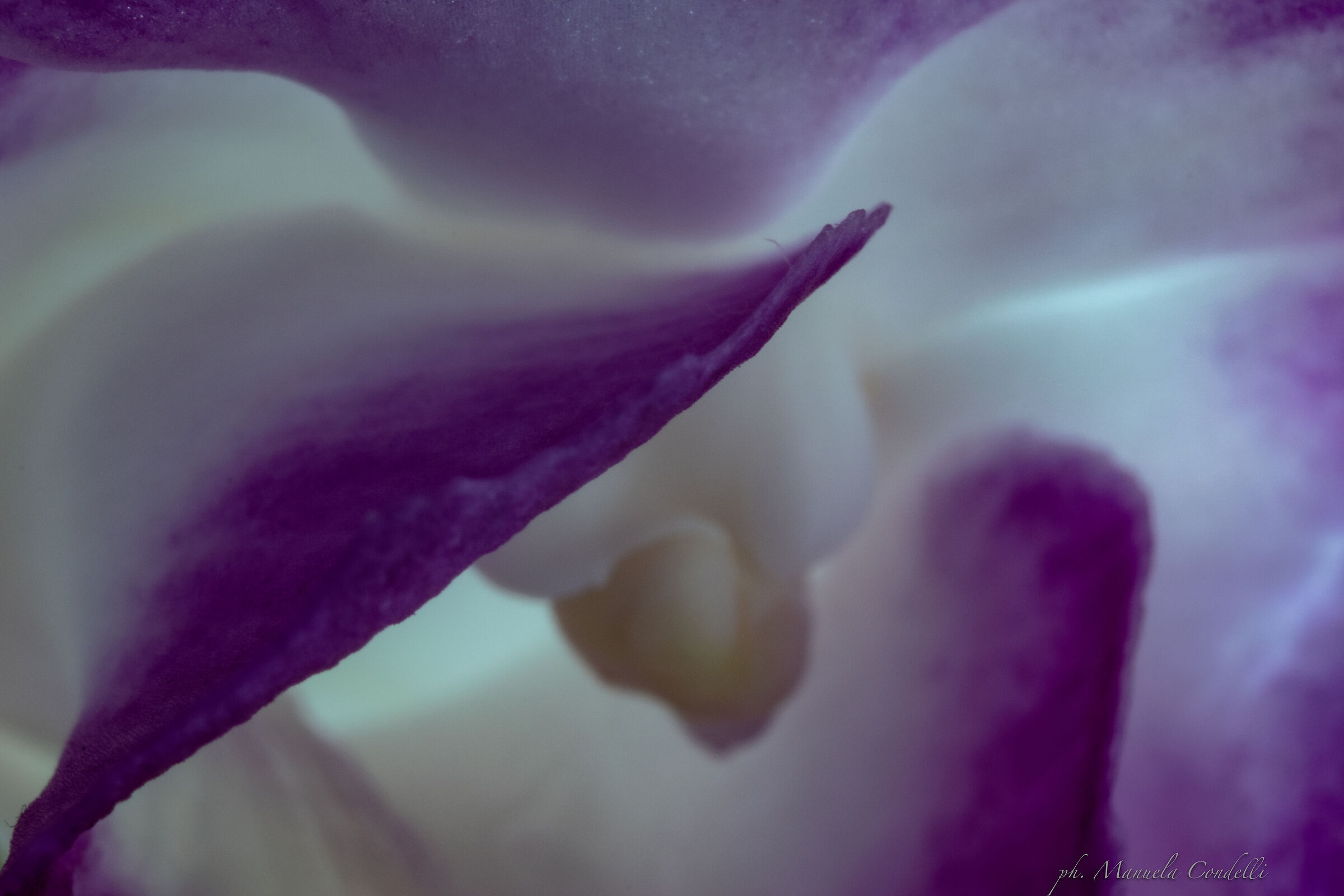 Try macro orchid...