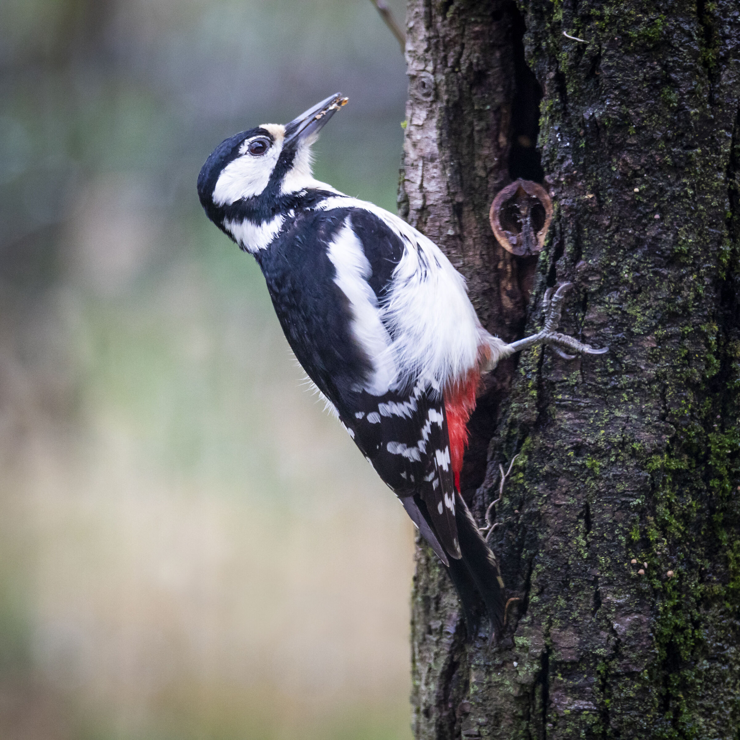 Greater woodpecker...