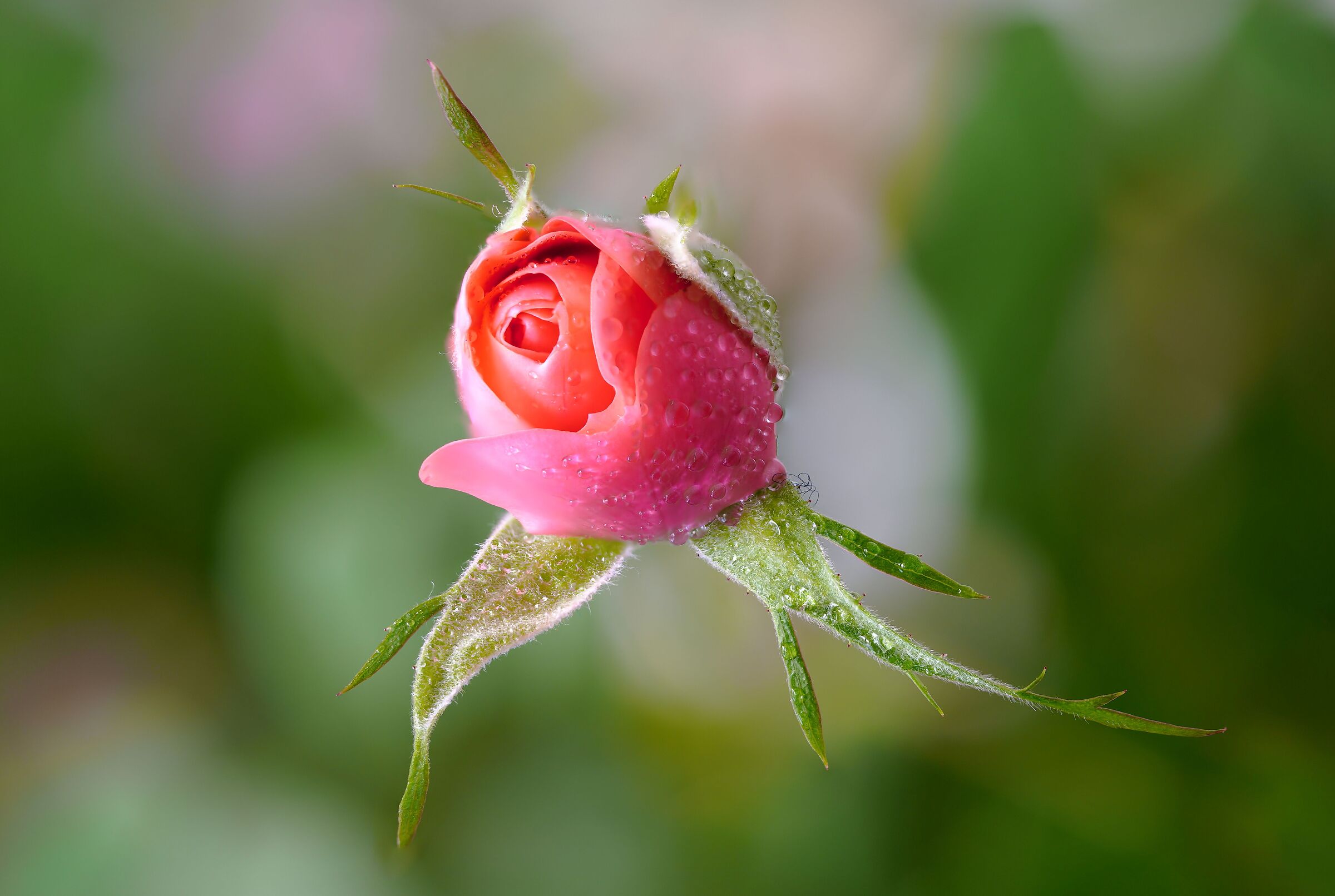 Rose bud....