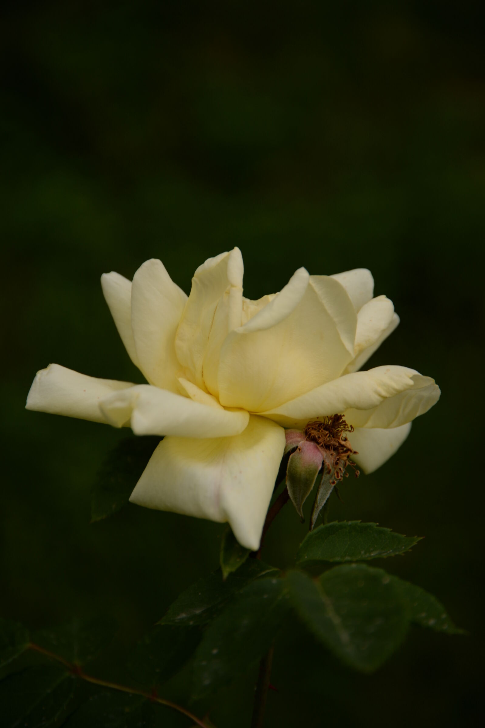 Rosa...