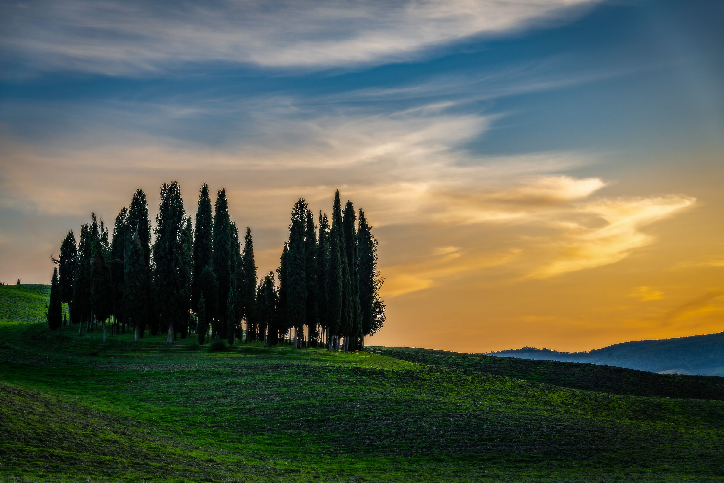 Cypress trees in Val d'Orcia...