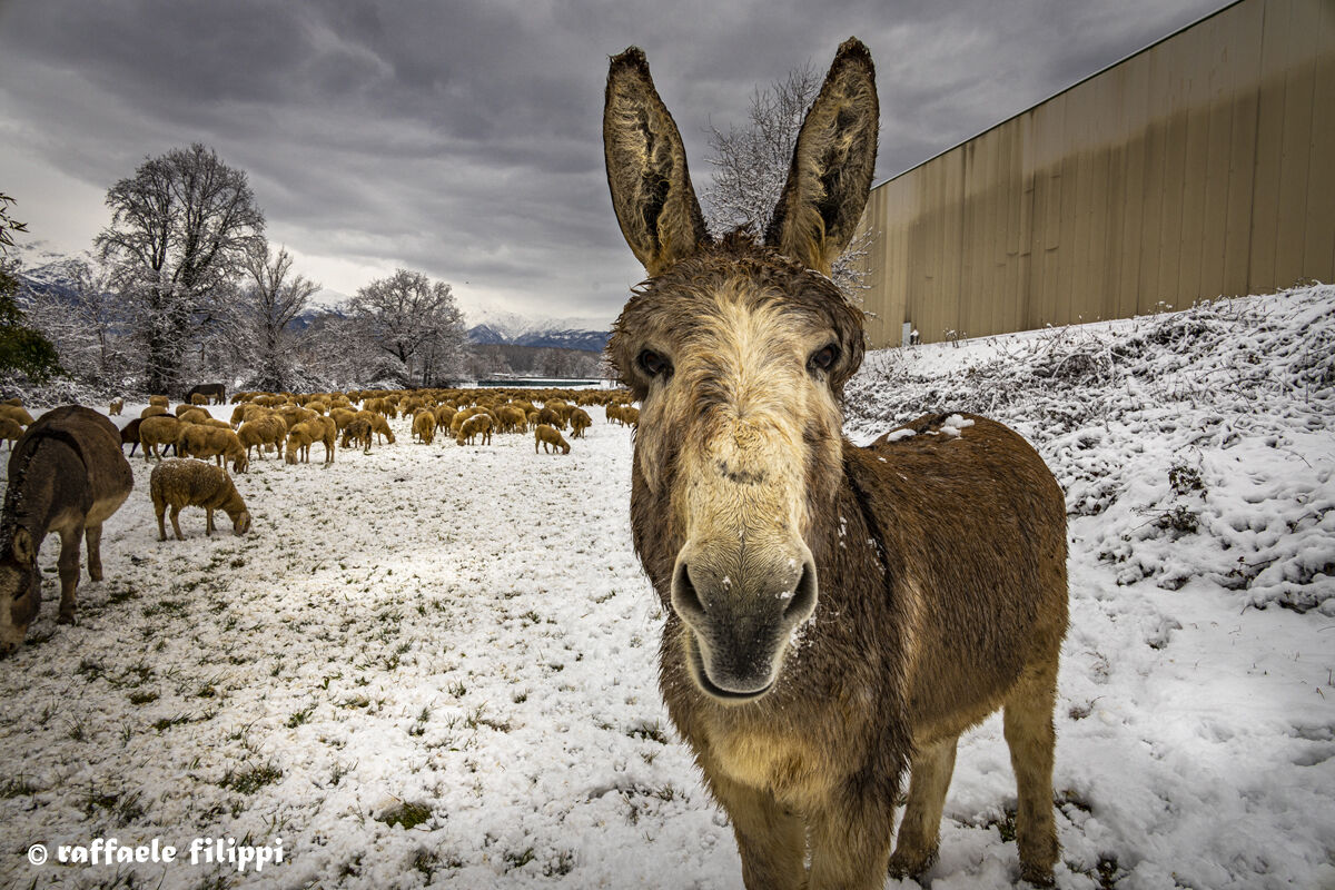 Portrait of "Mr. Donkey" on the Snow ...