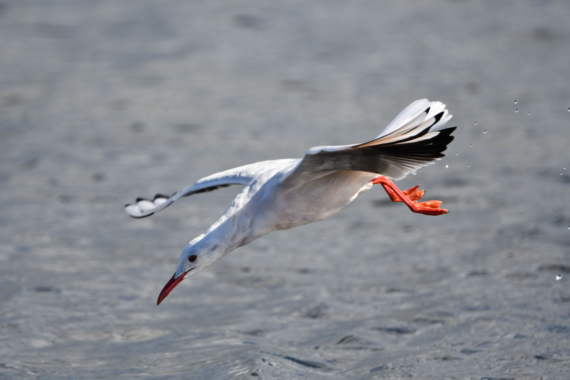 Seagull diving 1...