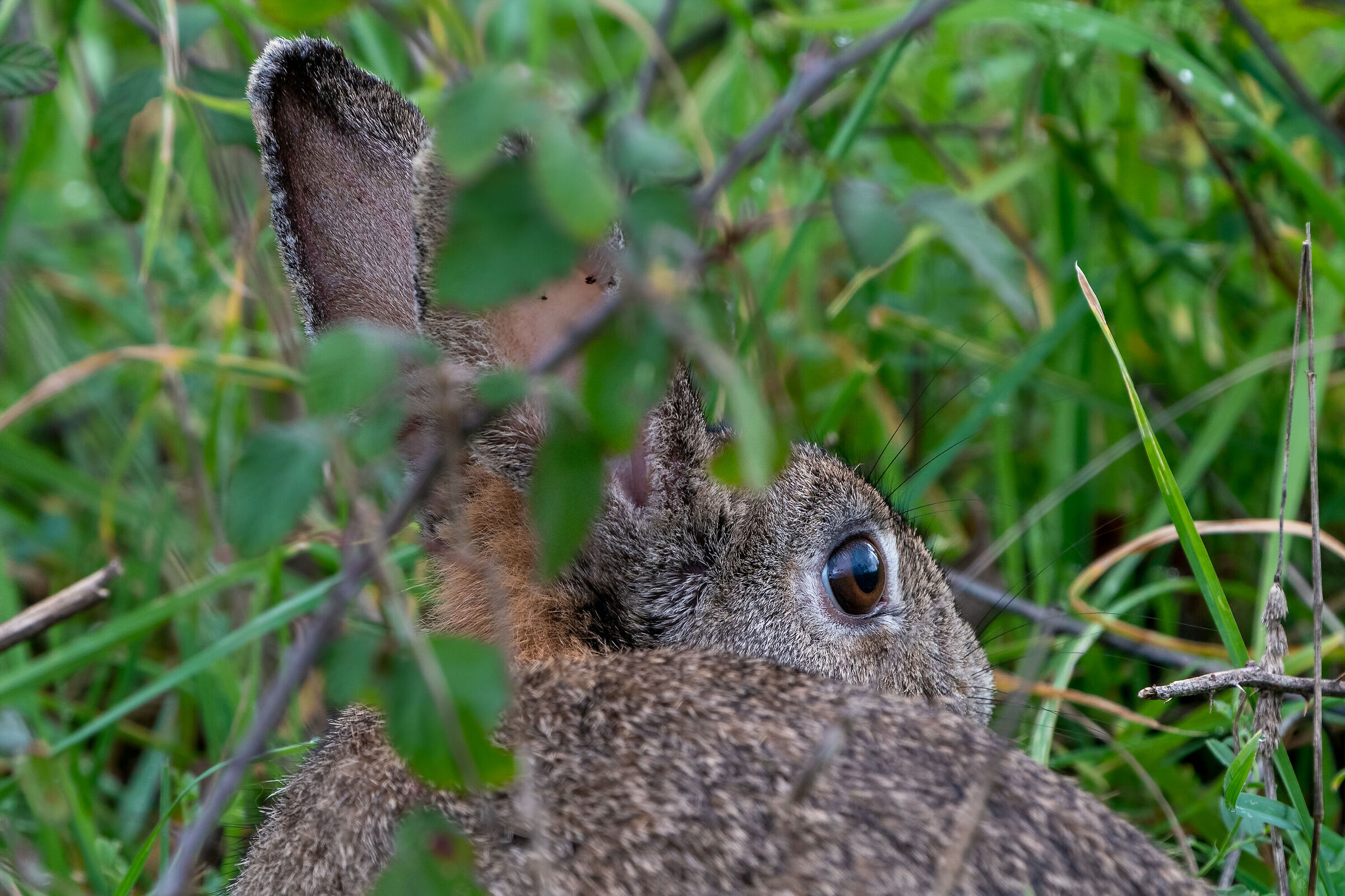 American Mini-Hare...