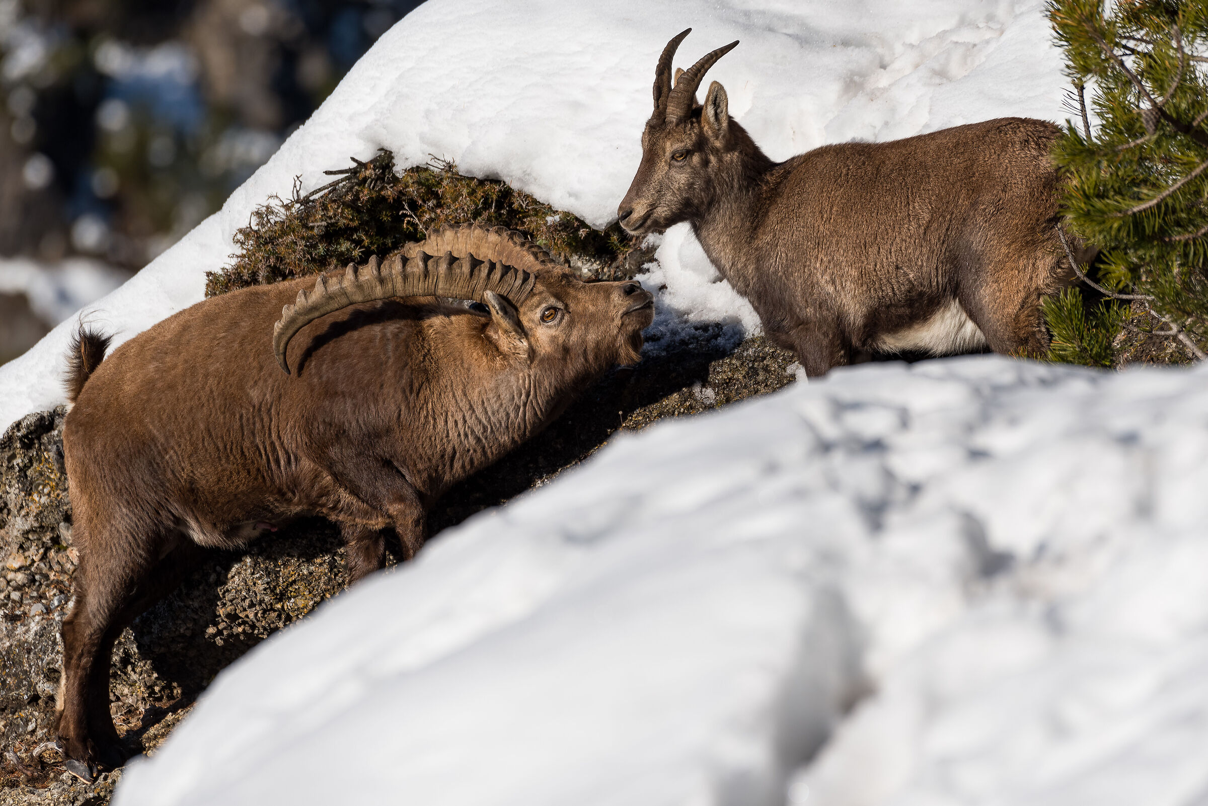Ibexes in Love...