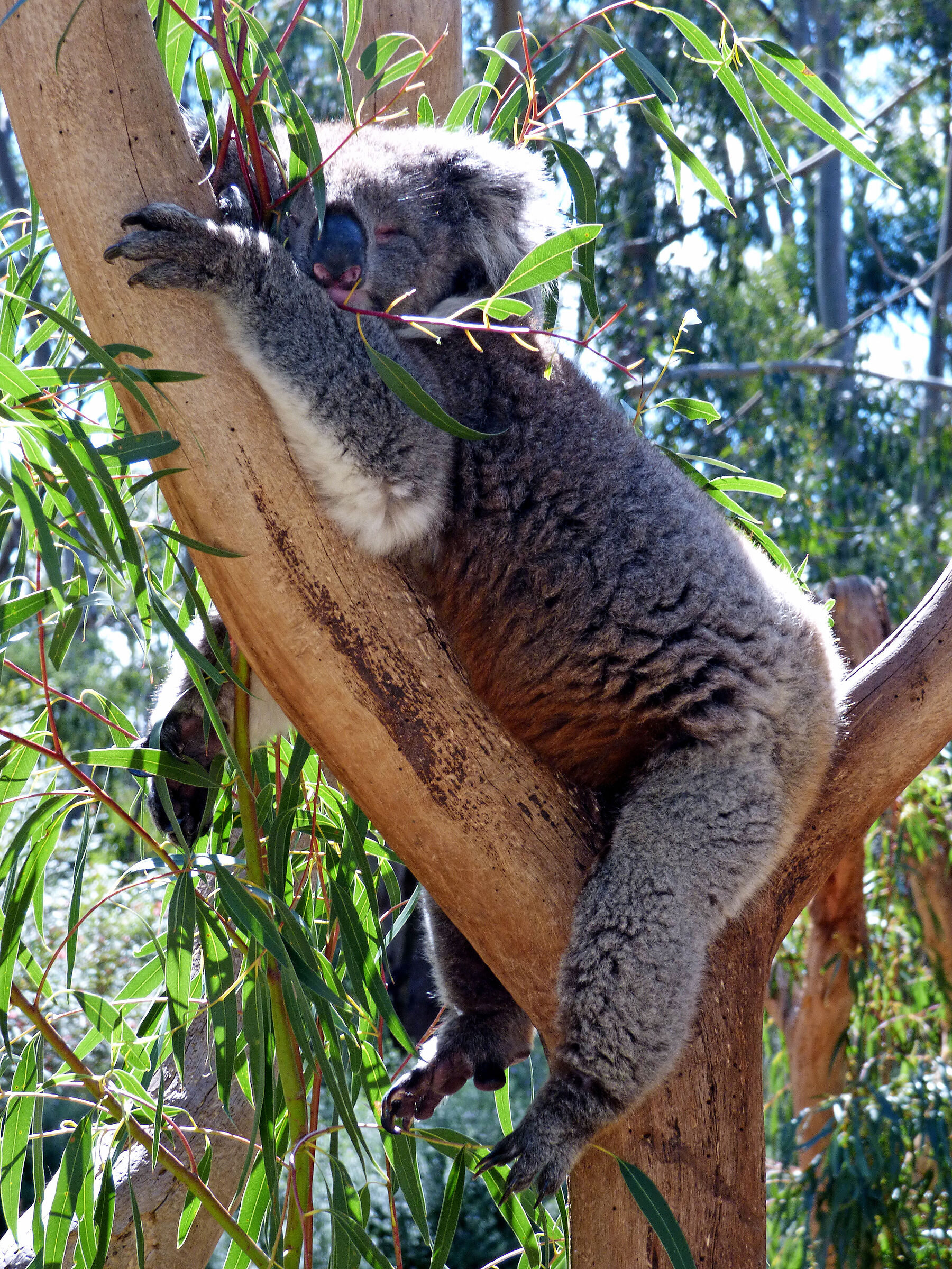 Australian outback, koala nap...