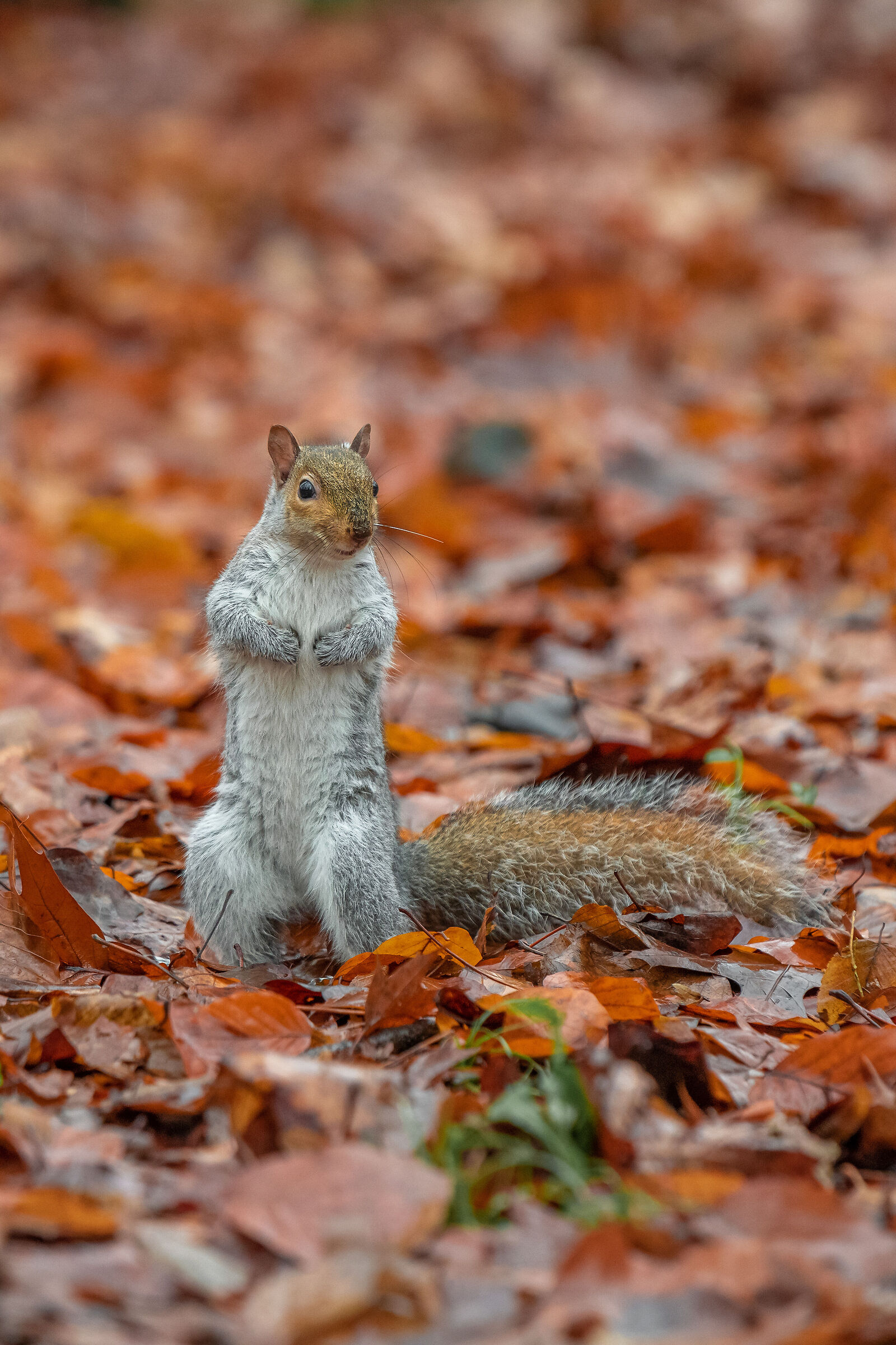 Squirrel in the Autumn...