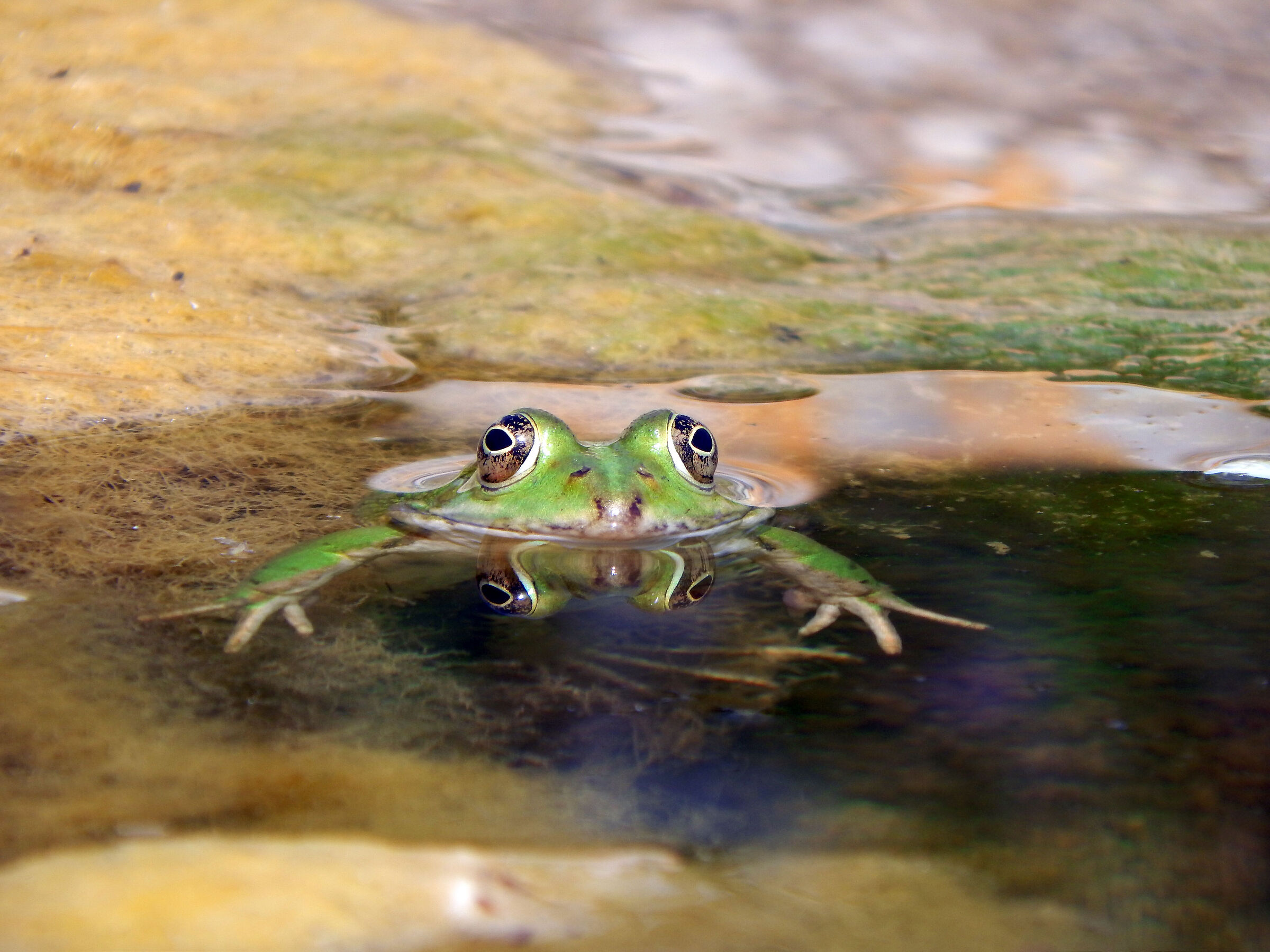 Frog in the water...
