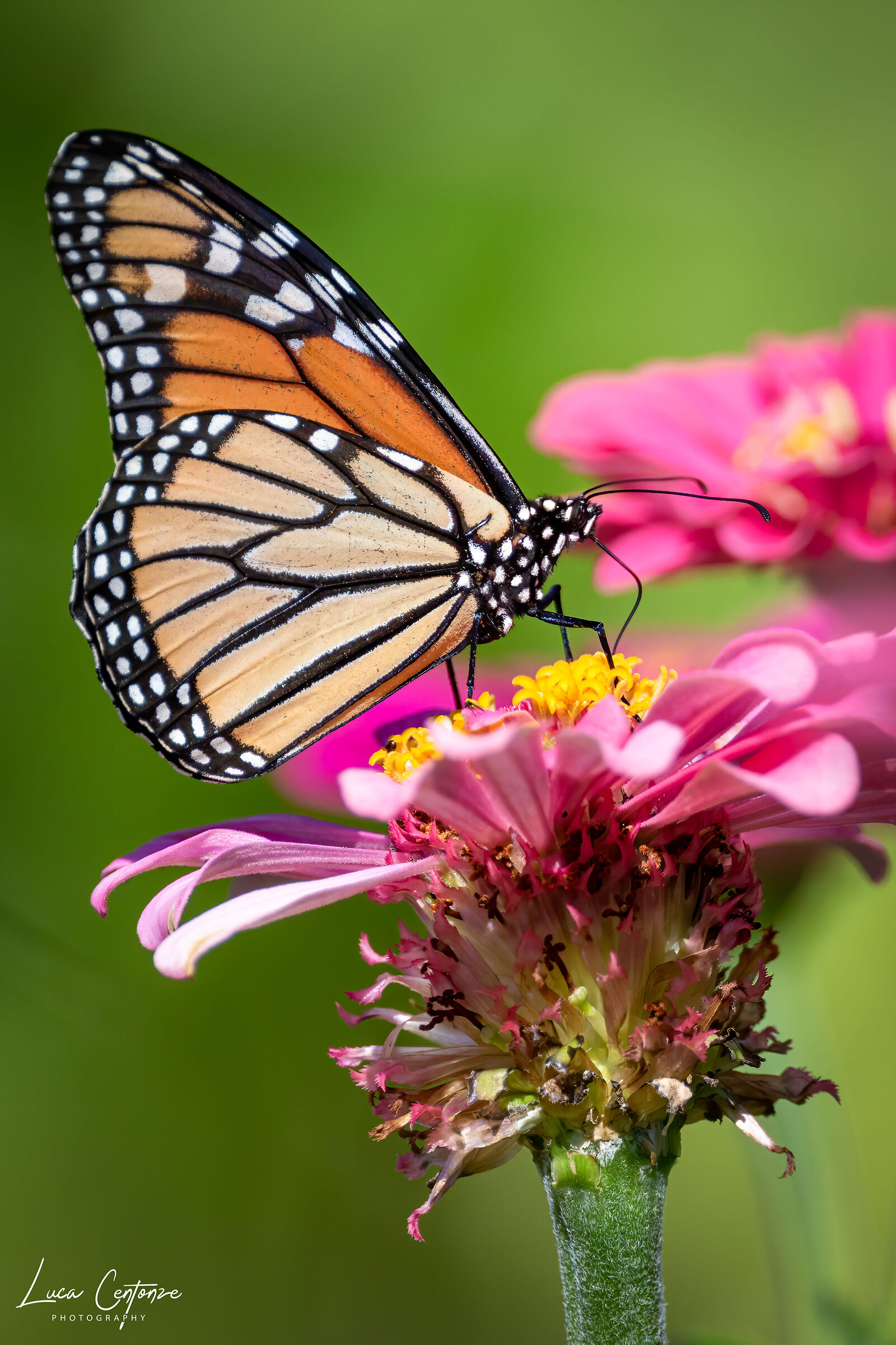 Monarch Butterfly ...