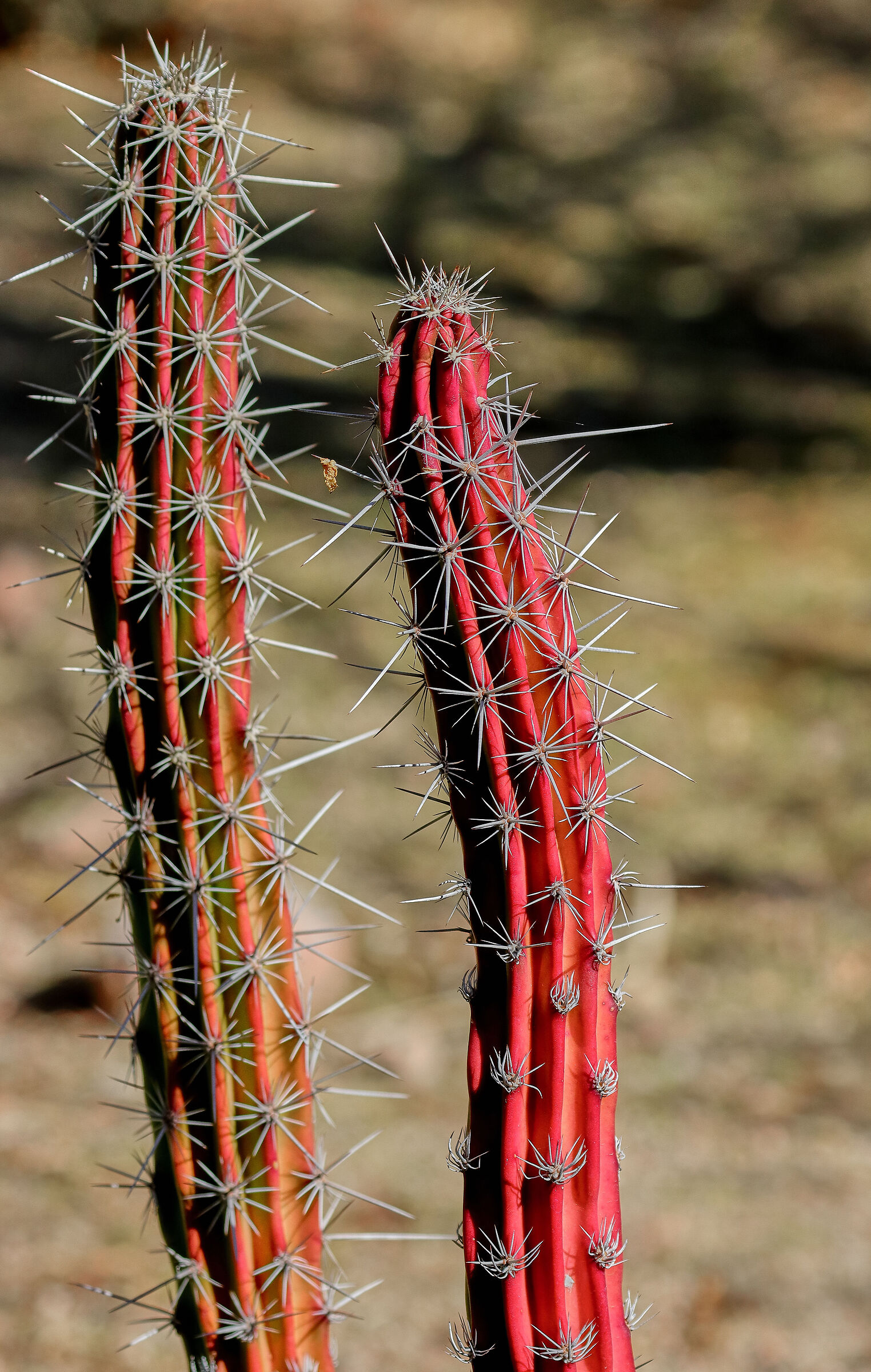 Red cactus...