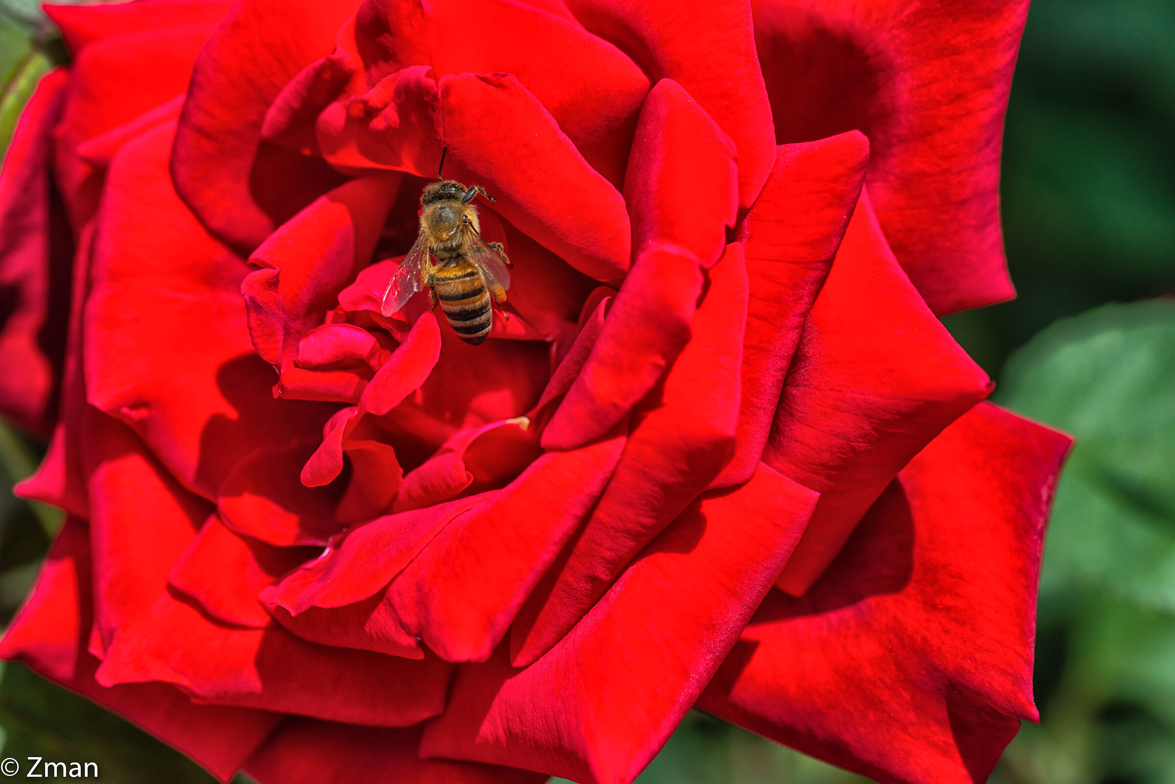 Un'ape e una rosa rossa...