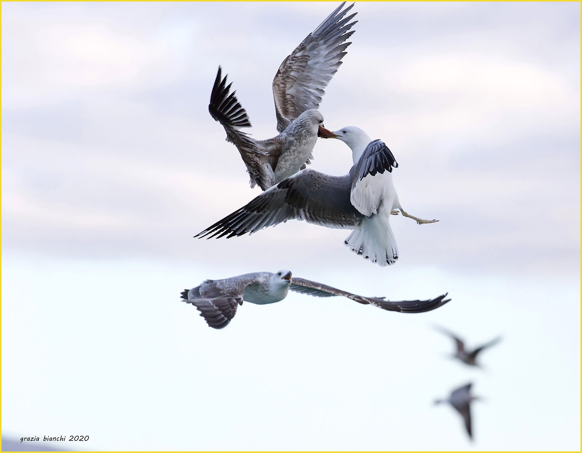 Quarrel between seagulls - 8.2.2020...