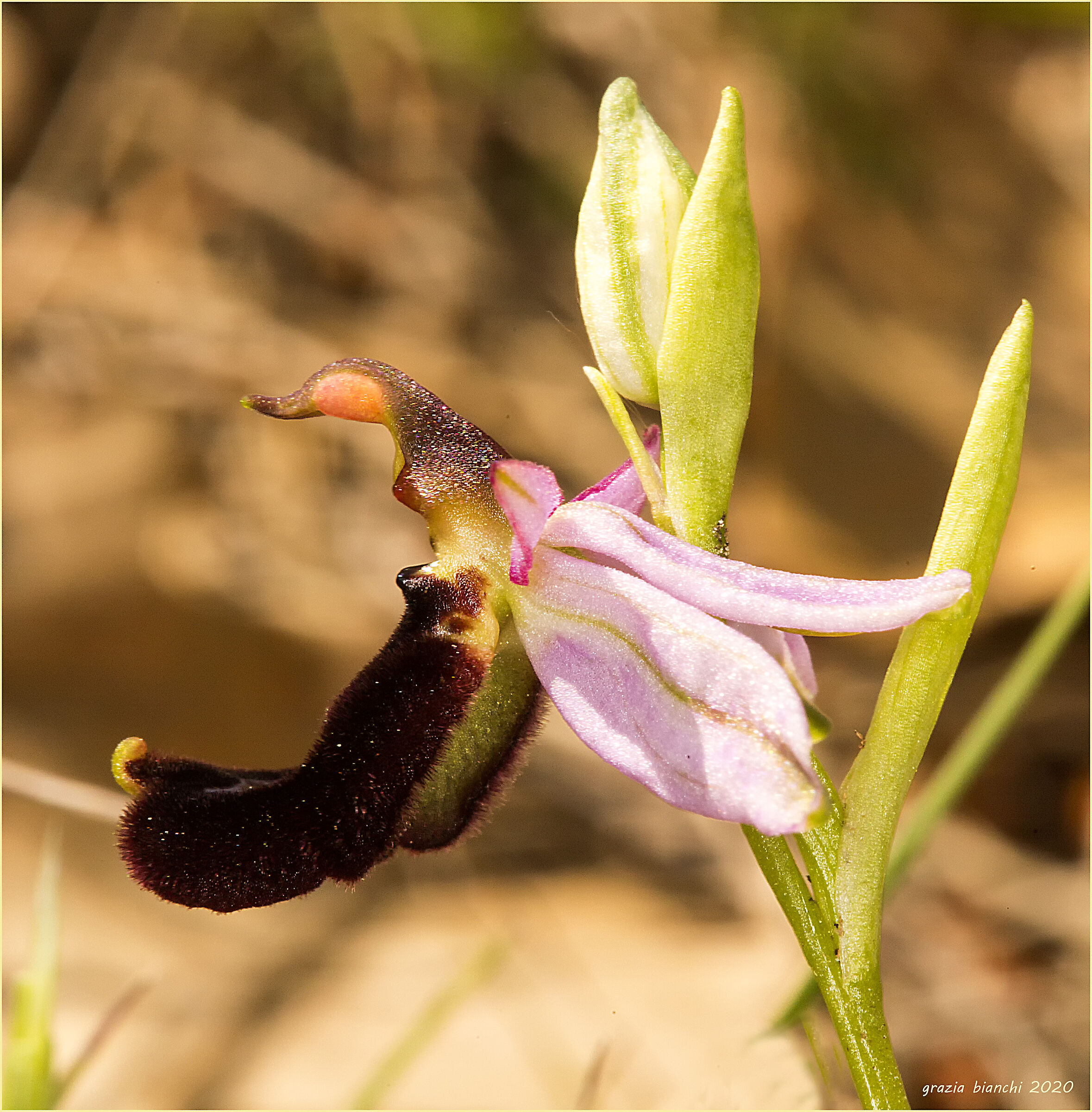Orchidea spontanea - Ophrys bertolonii)...
