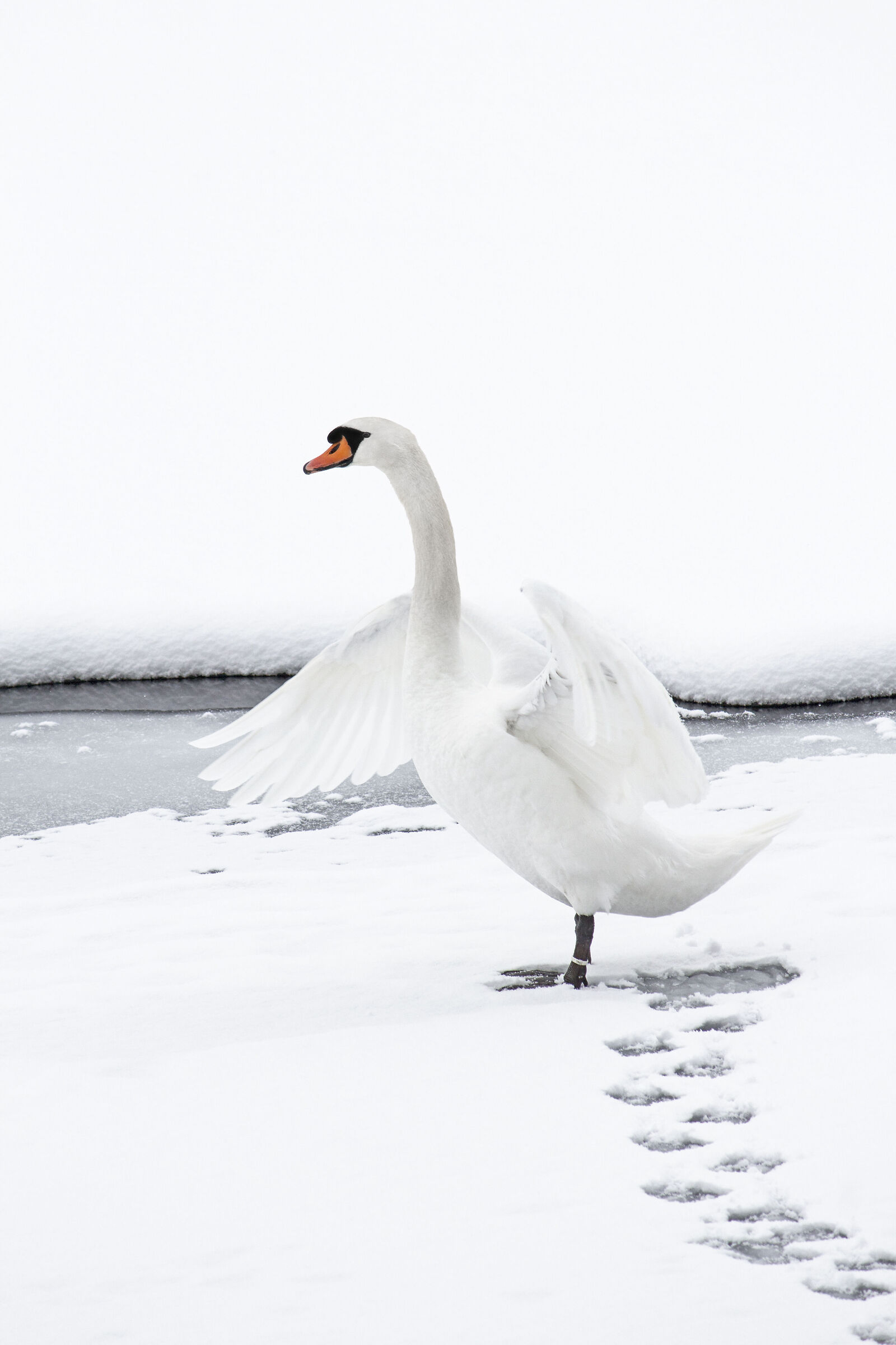 The Swan of Valdurna...