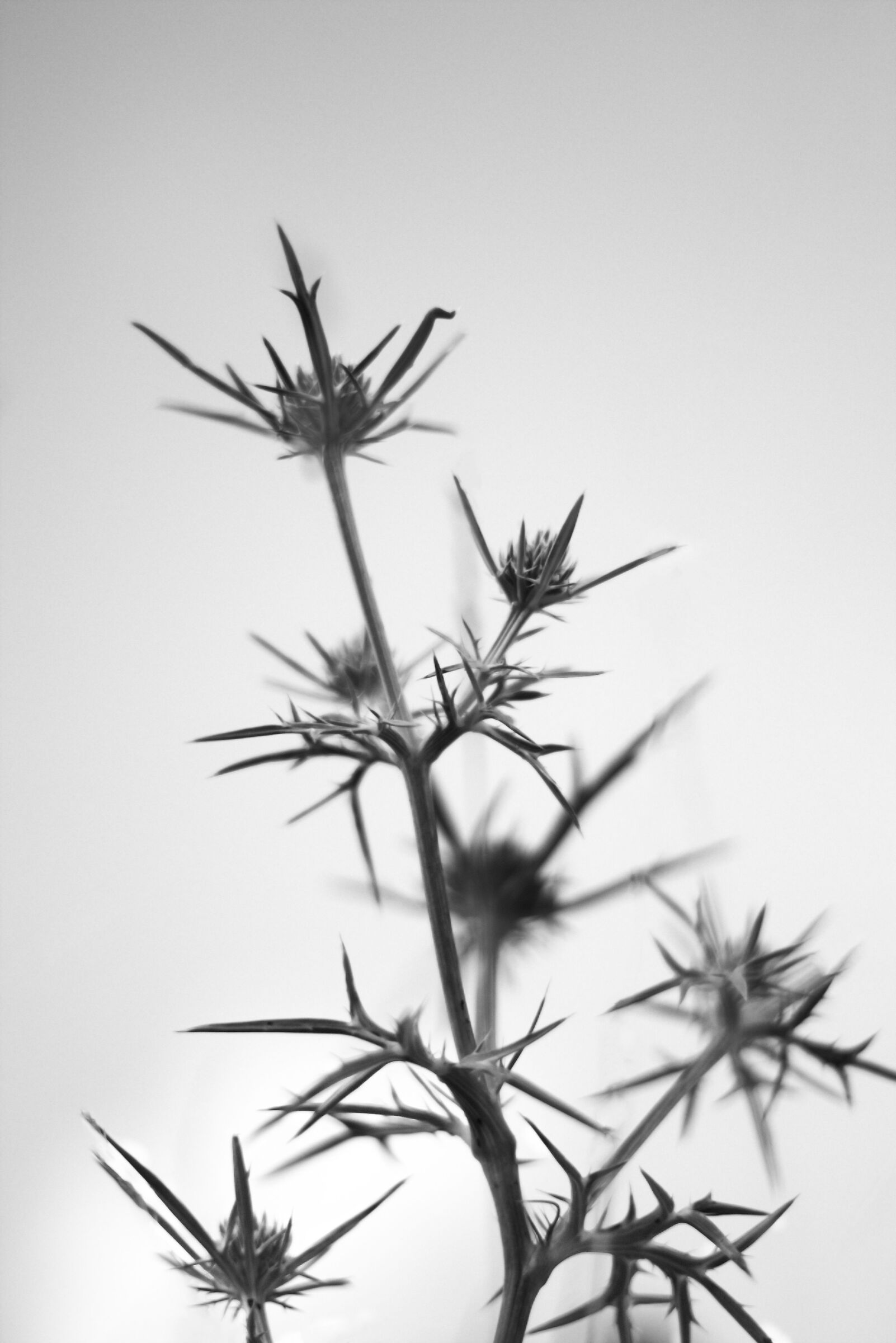 Thistle...