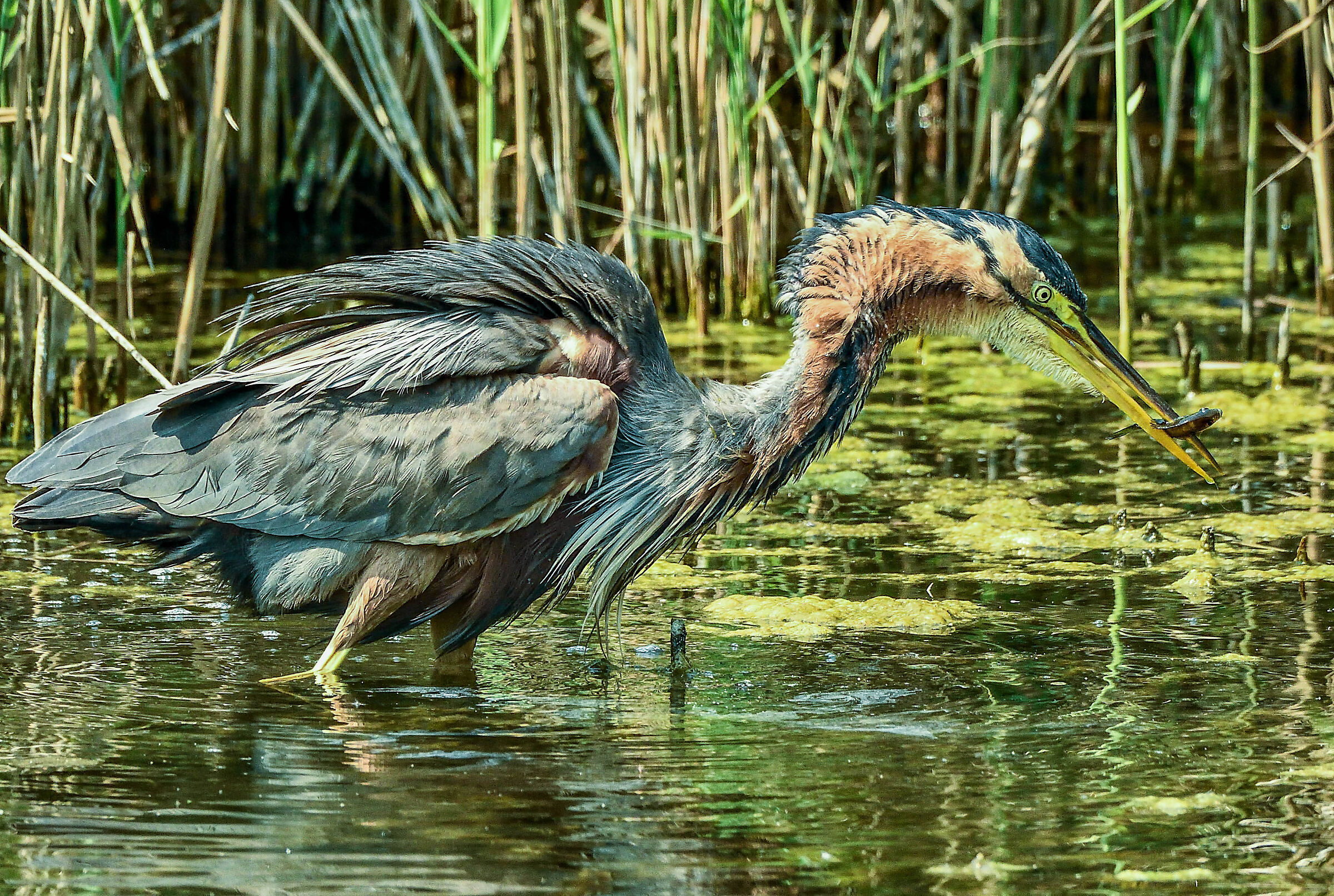 red heron with prey...