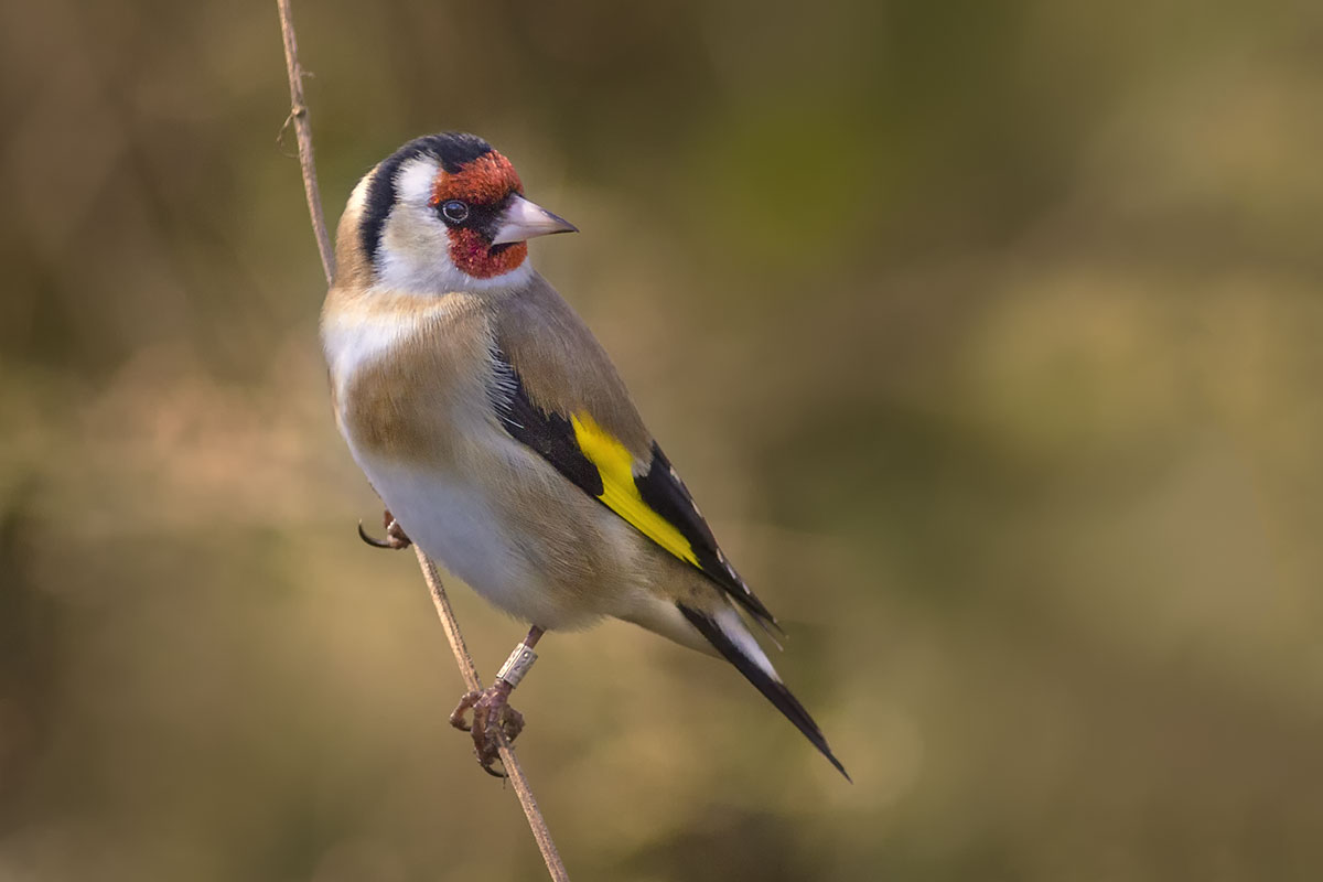 Ringed Goldfinch...