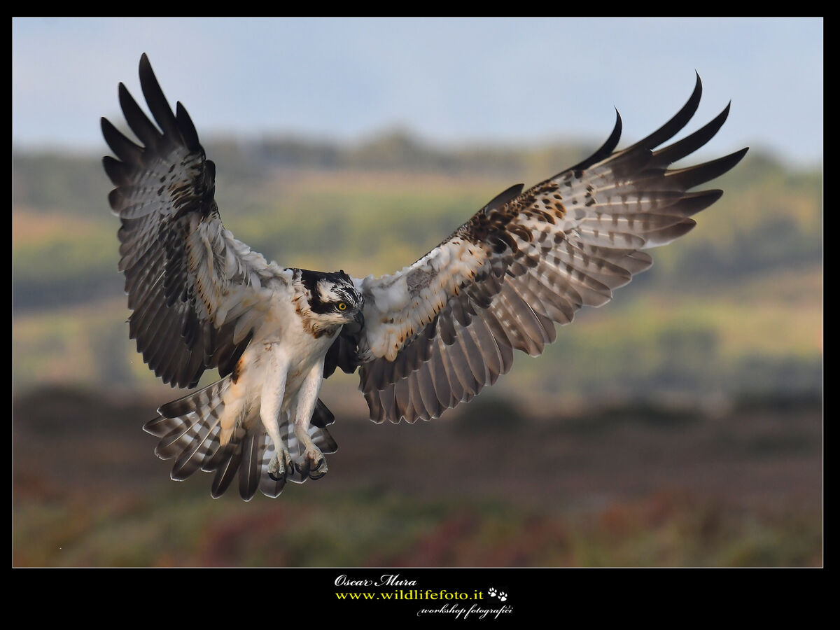 Falco pescatore Osprey...