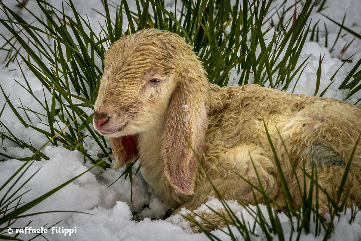 Little lamb in the snow...