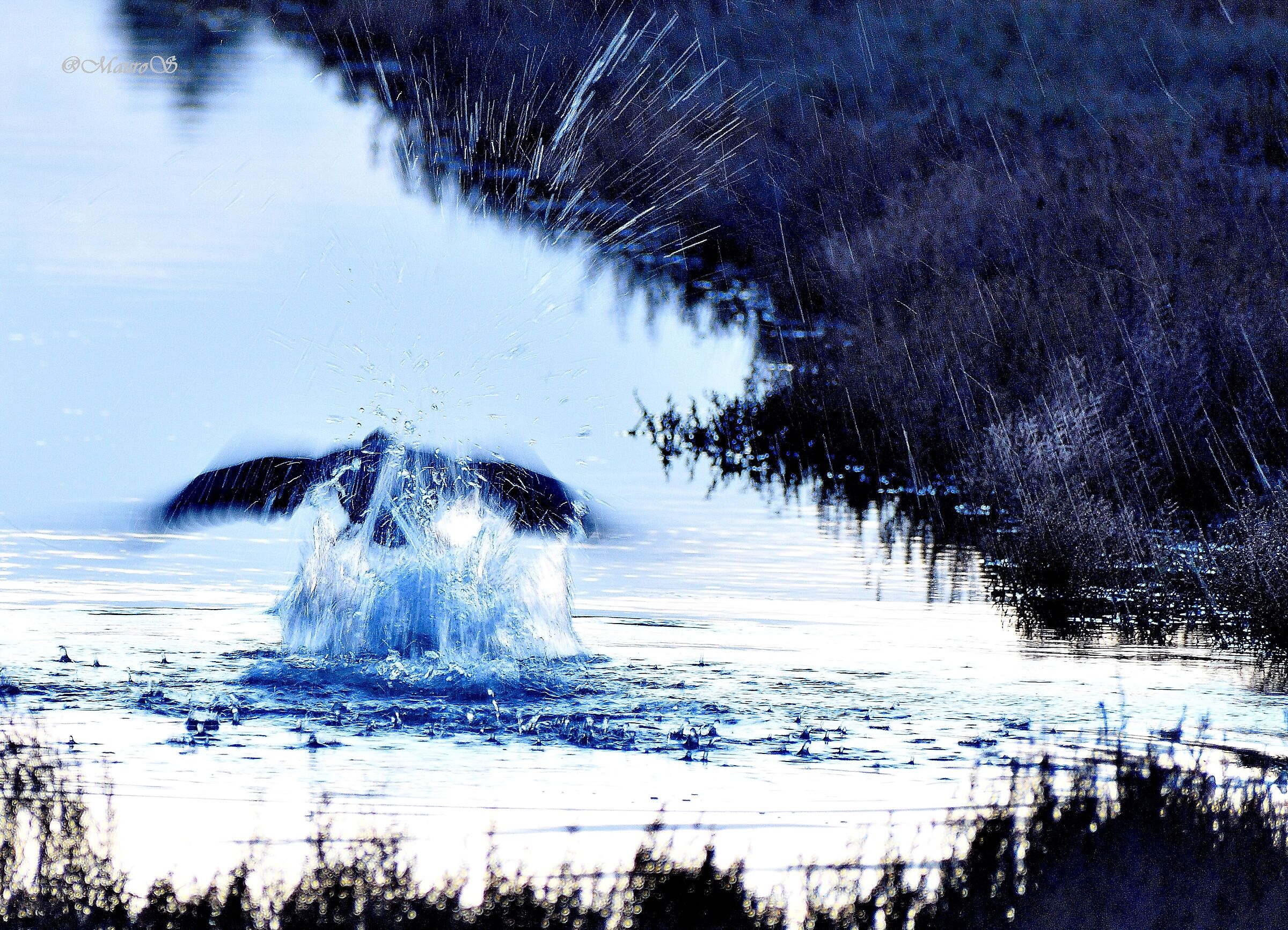 Take-off of a Cormorant (at 1/30)...