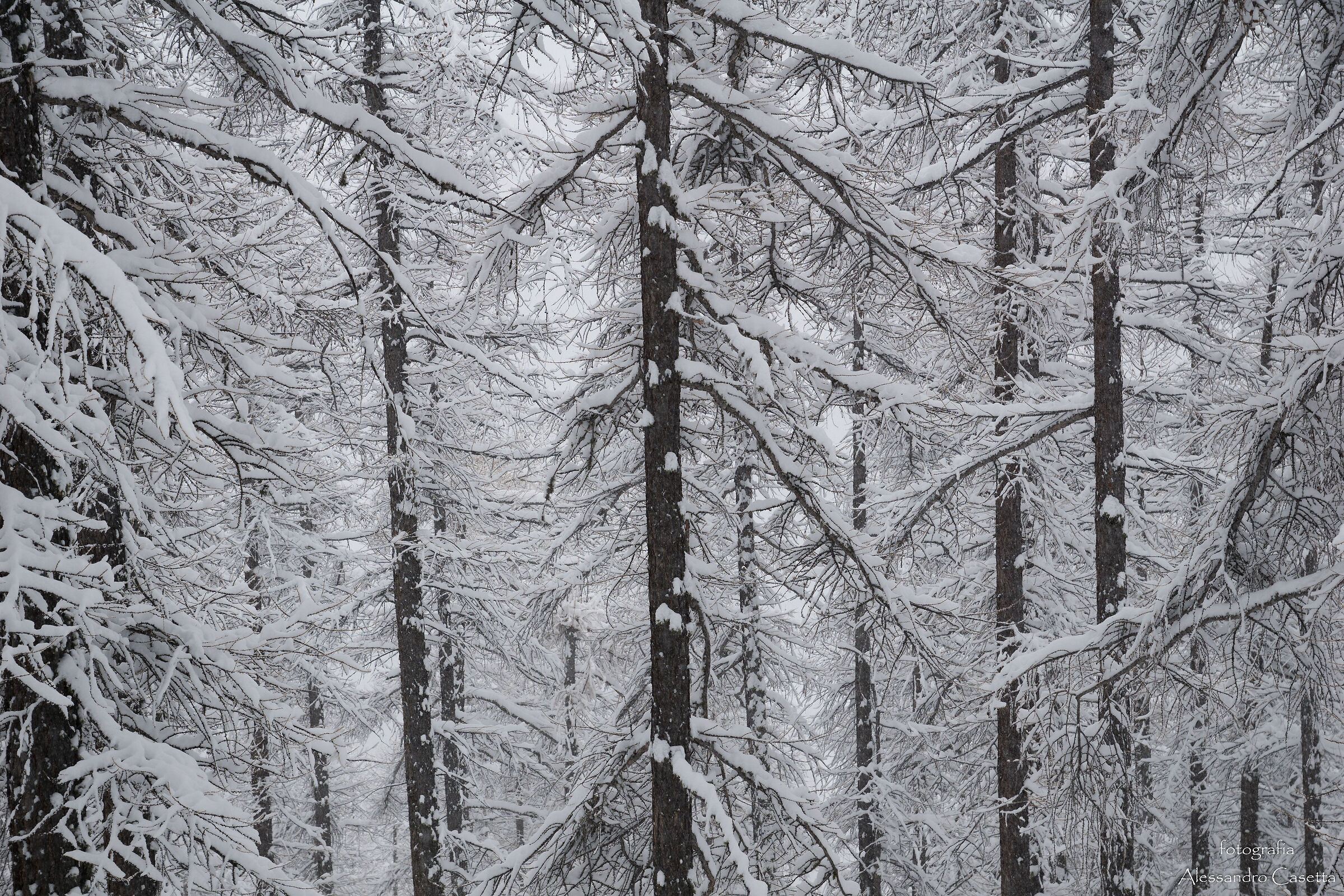 Foresta di larici nella neve...