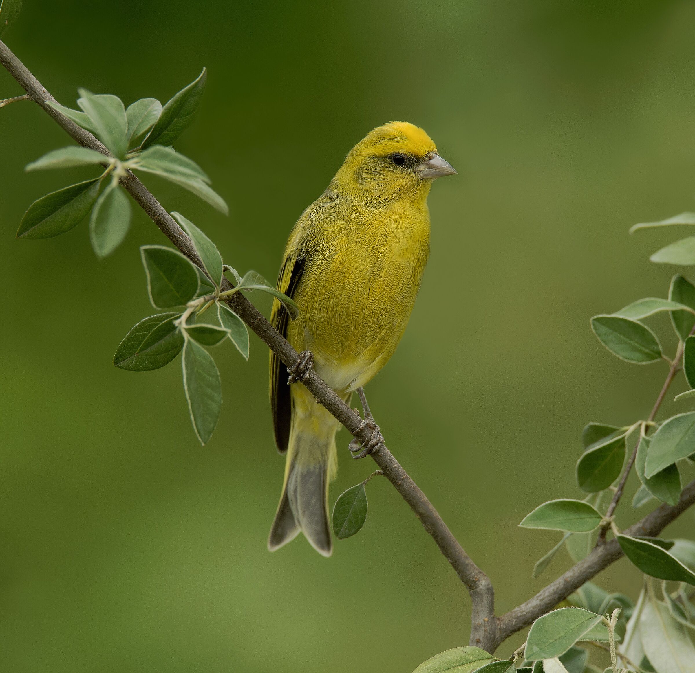 Yellowfront Canary (Serinus flavivertex)...