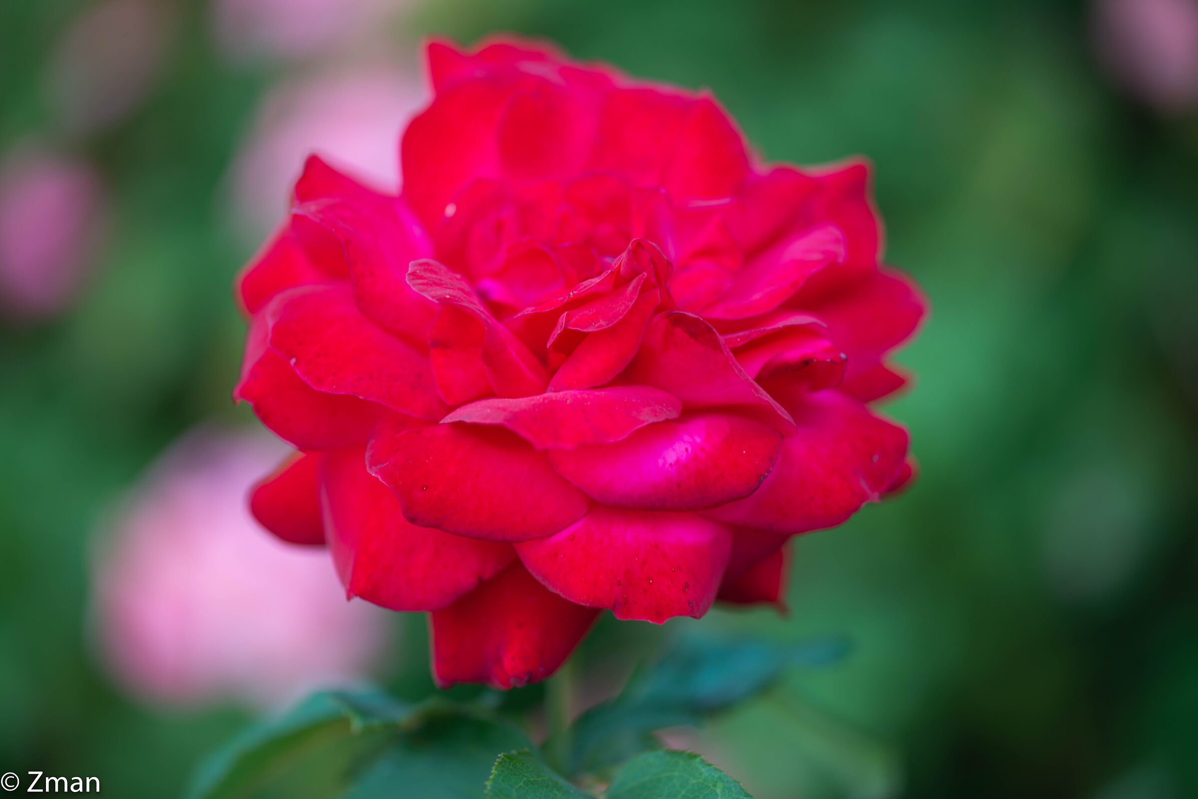 Rosa Rossa...