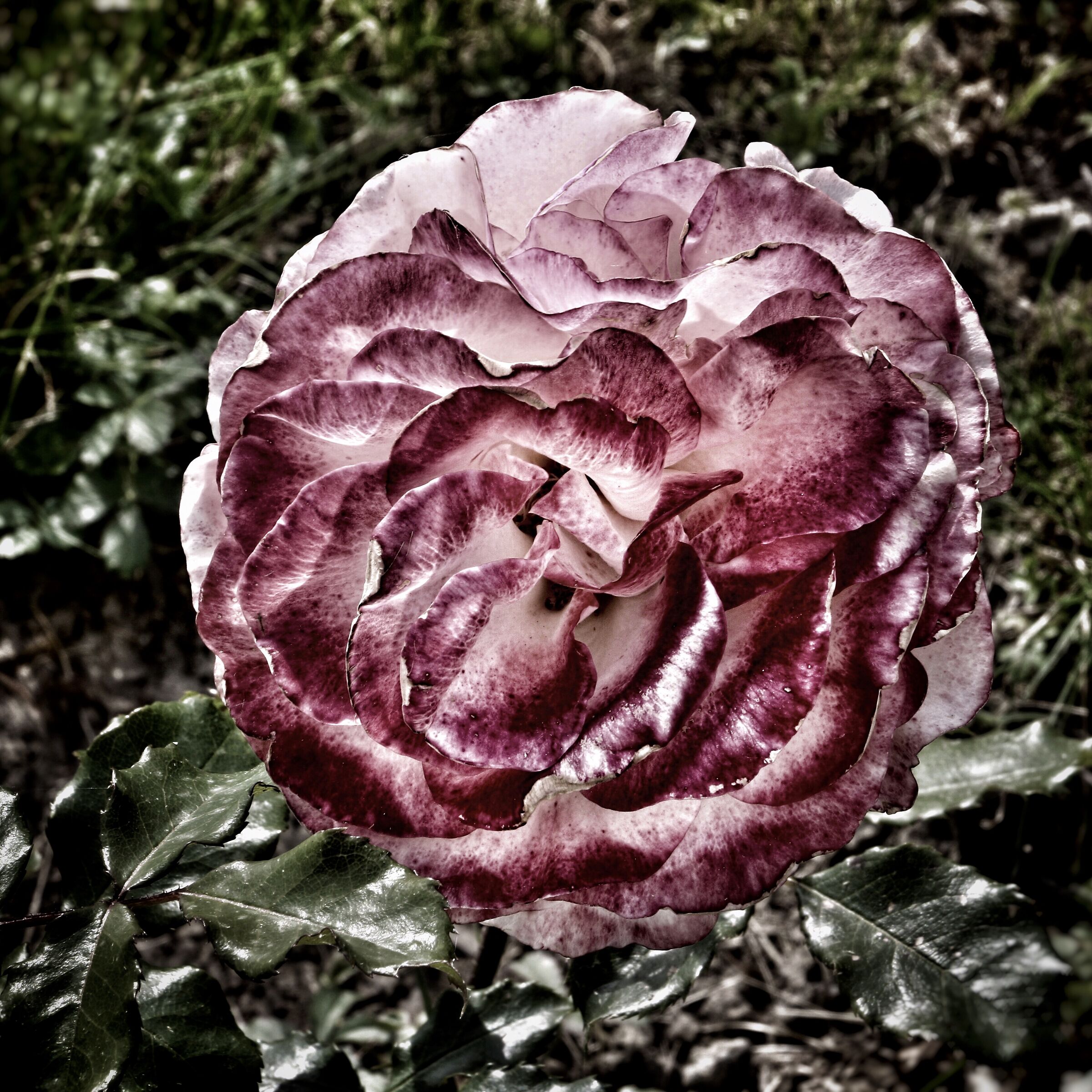 Rose from my garden ...