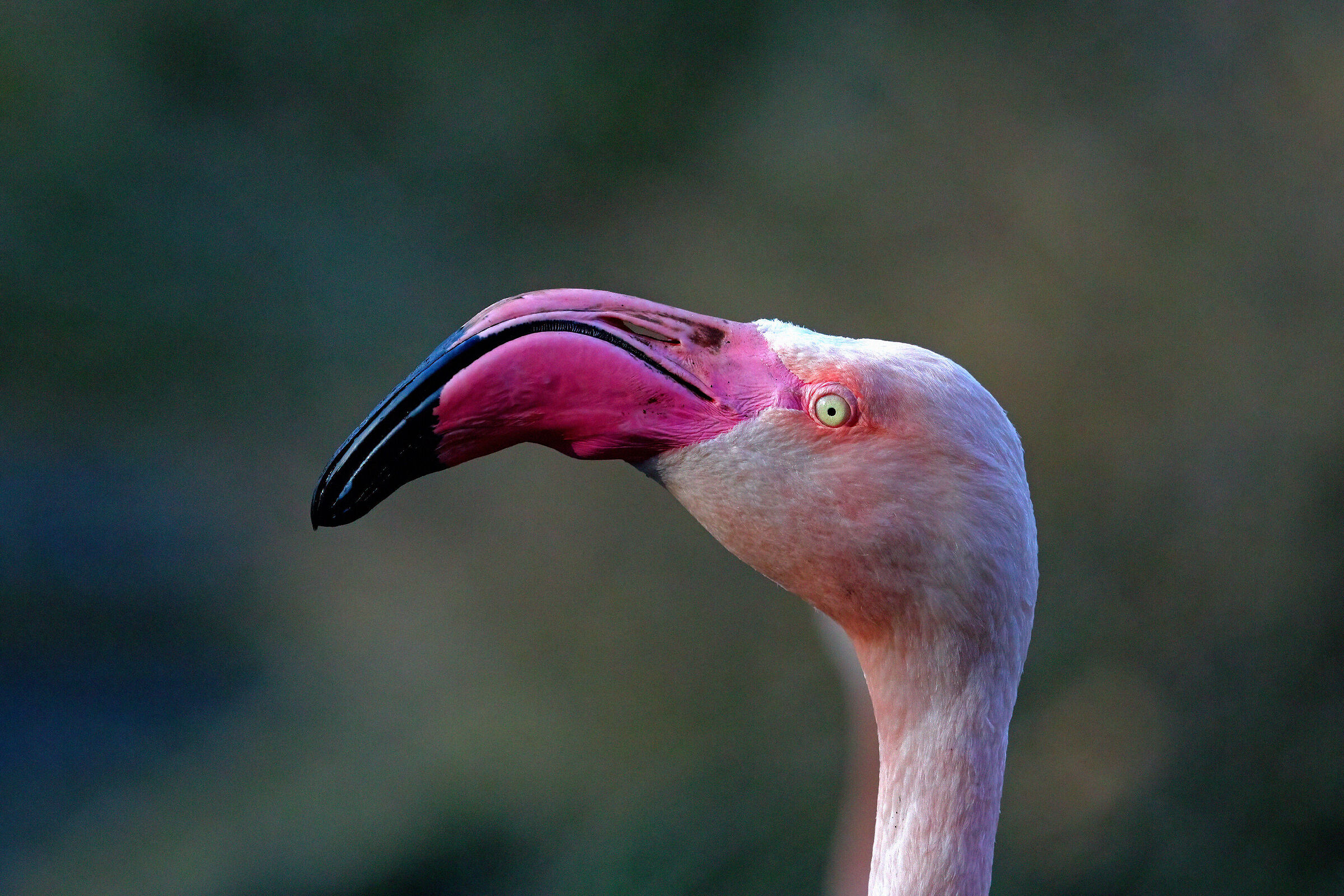 Portrait of a Vain Flamingo...