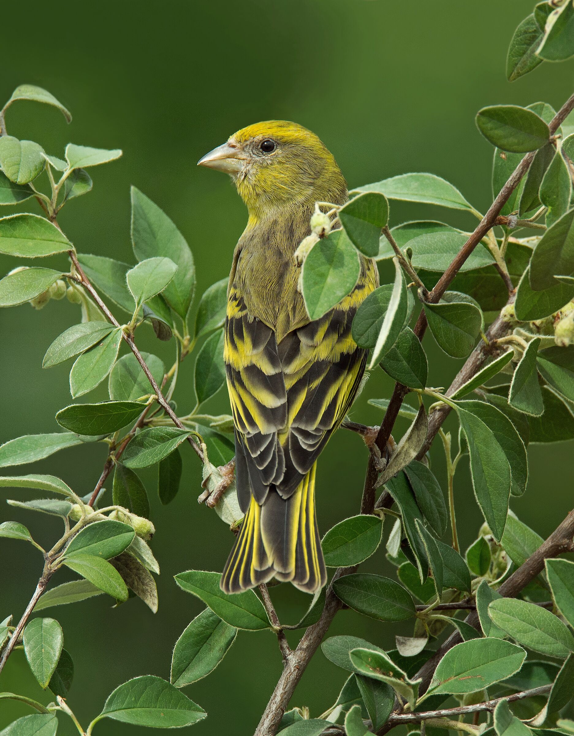 Yellowfront Canary (Serinus flavivertex)female...