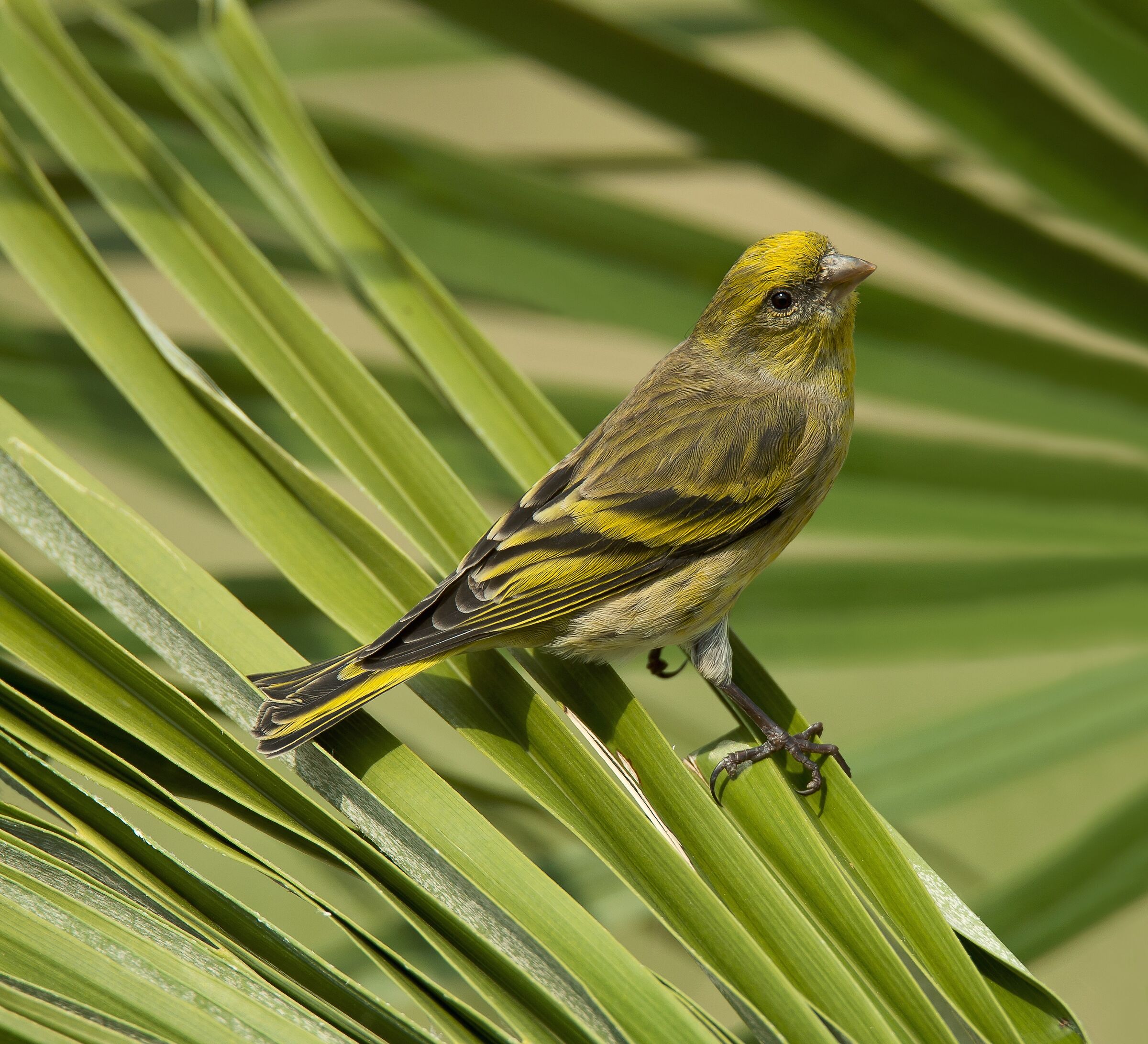 Yellowfront Canary (Serinus flavivertex)female...