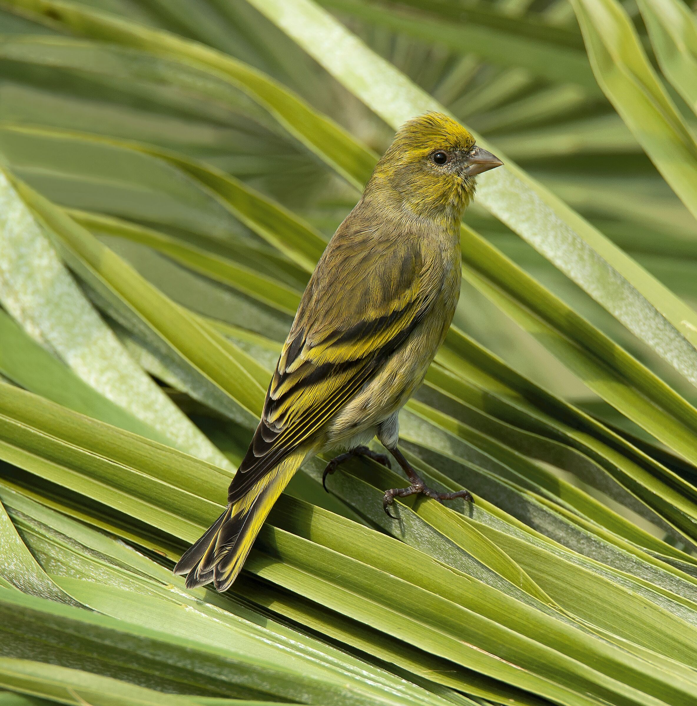 Yellowfront Canary (Serinus flavivertex) female...