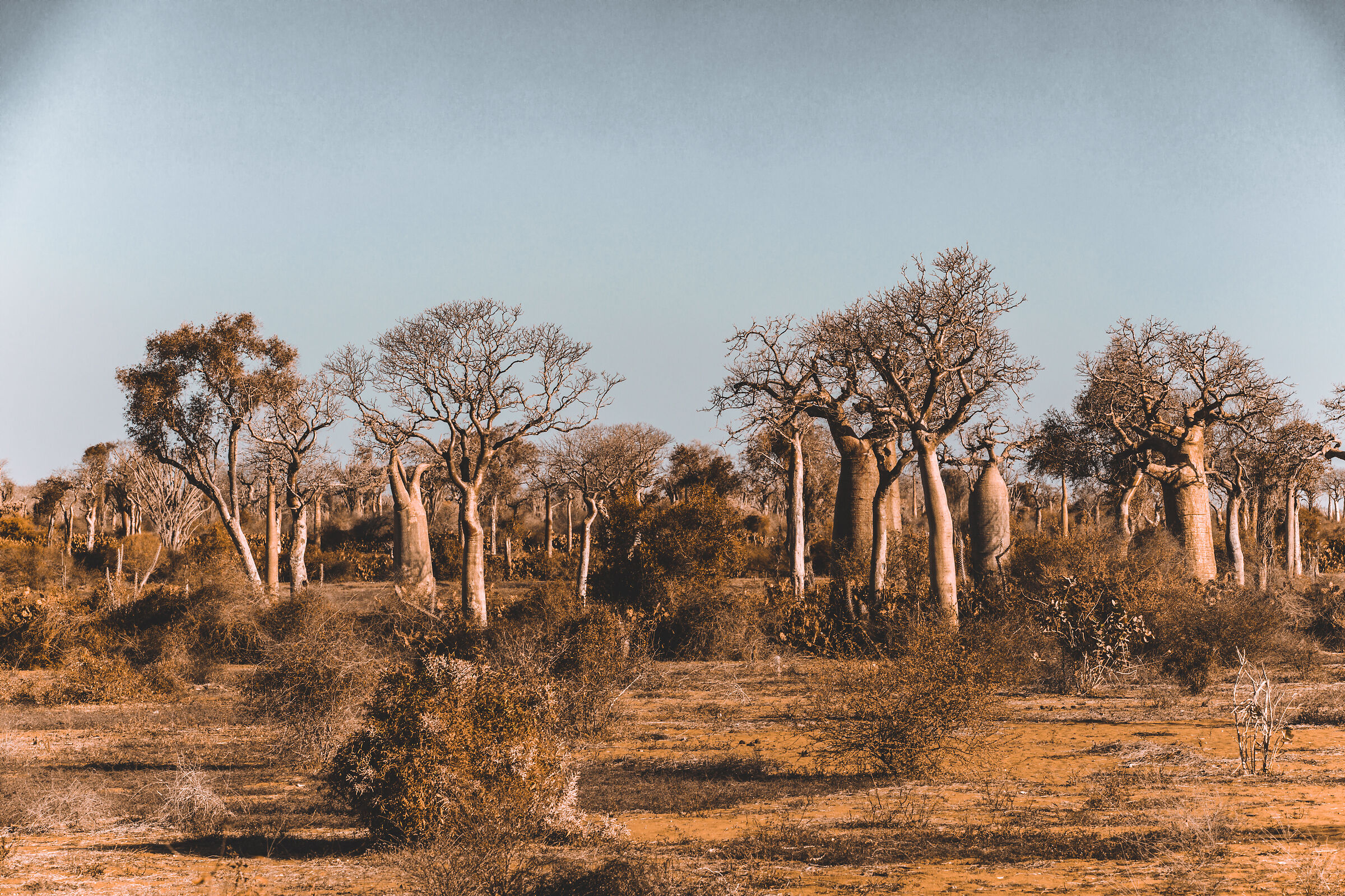 ifaty baobab tree reserve...