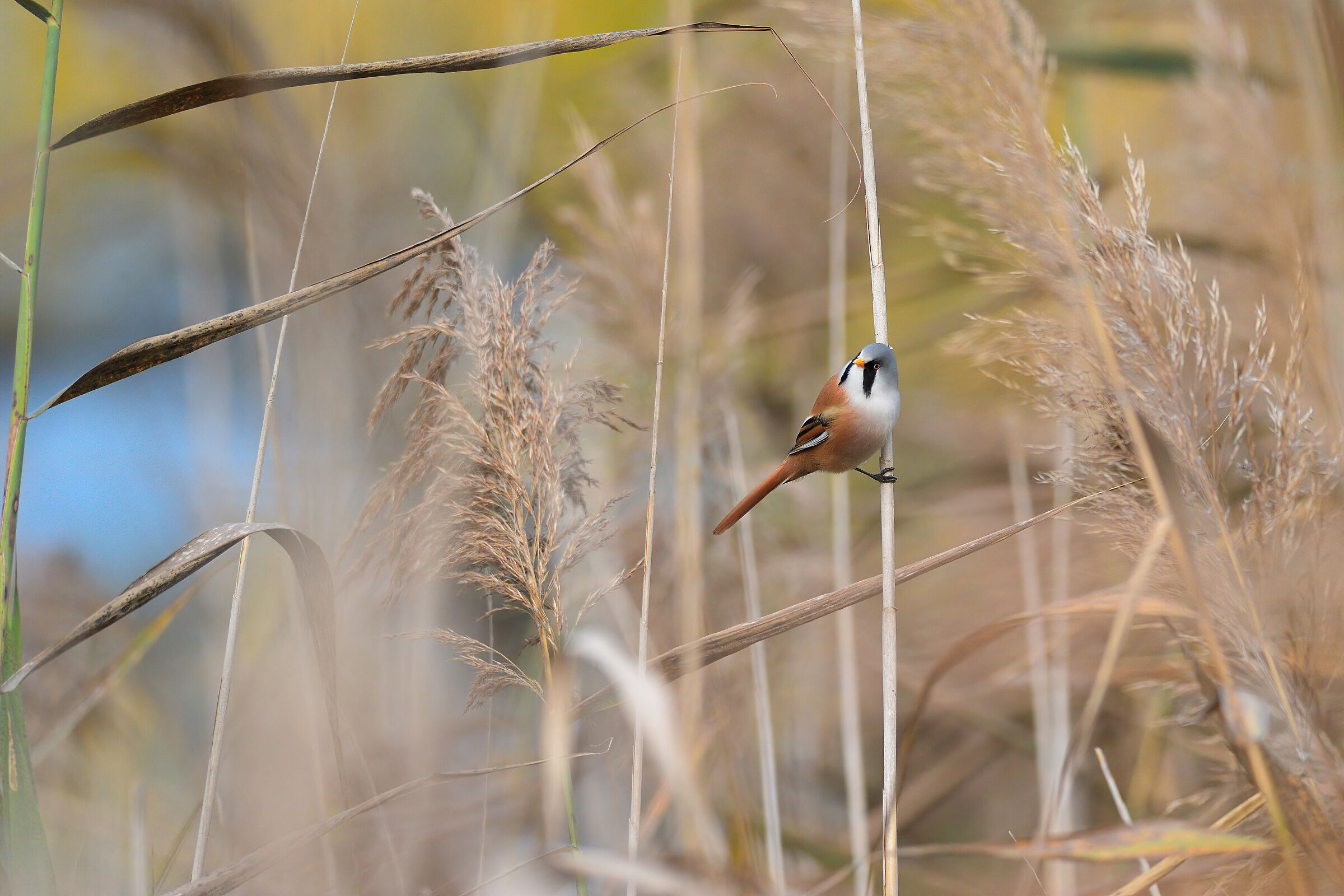 Mustache in the reed...